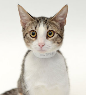 Petunia ~ 1 yr. / Female