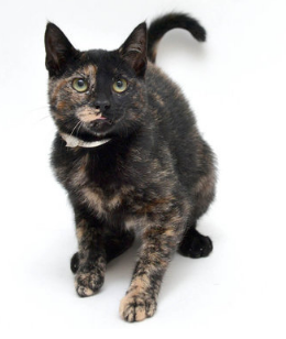 Crystal ~ 4 mon. / Female