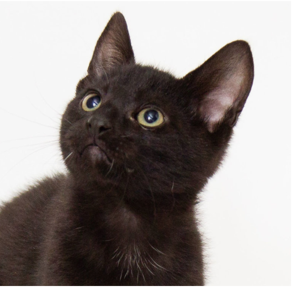 Artemis ~ 6 mon. / Male