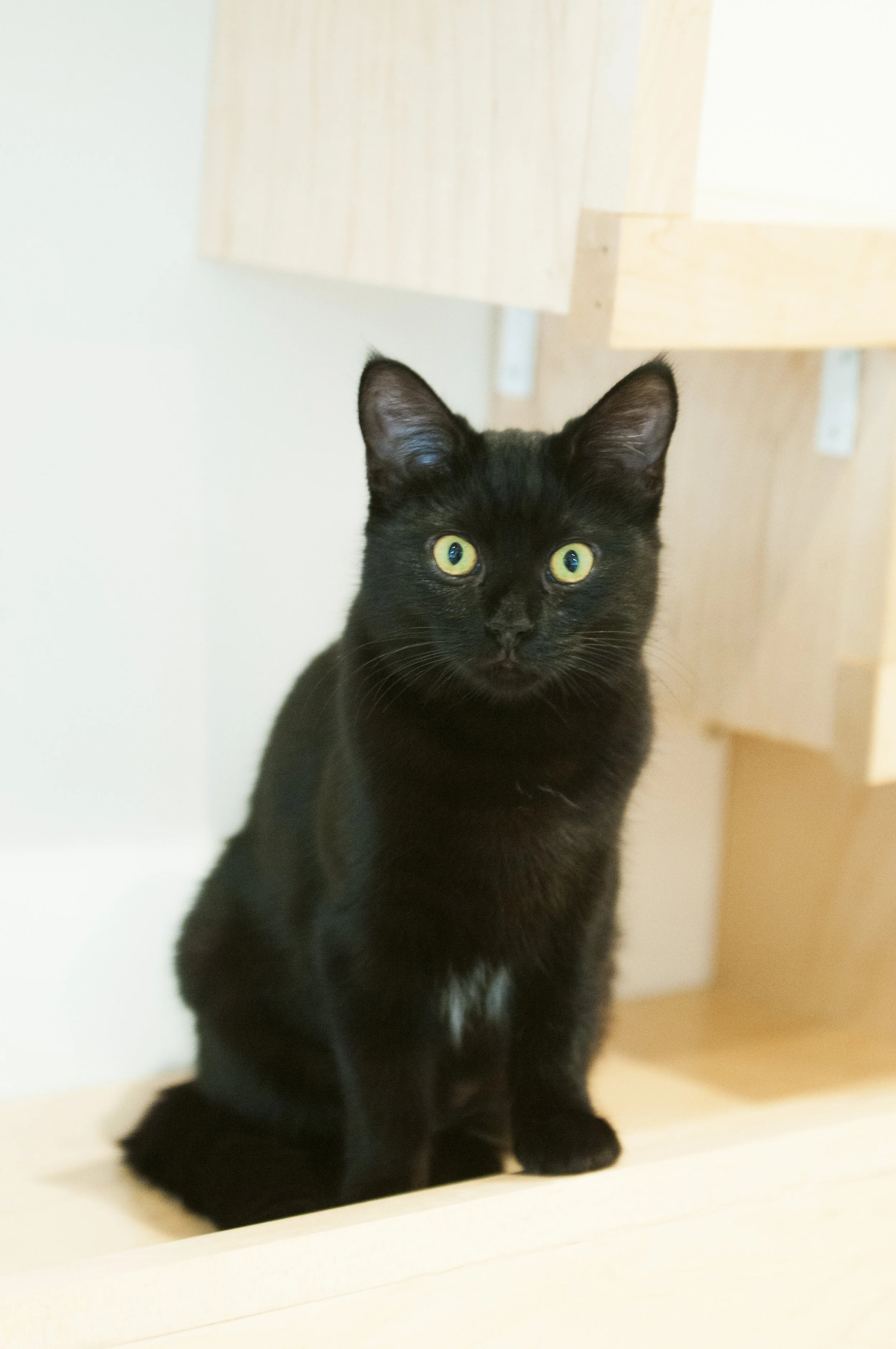 Buffy (Female) - Resident Birthday: May 2016 Purr-sonality Traits: Very Playful, Sweet, Soft Coat, Loves Snake Toy. Bio: This soft coated baby will run circles around you when she's awake and then completely pass out in a cat coma. Like clock-work, after a cat nap, she will be 100% energetically restored to her original wackiness. You can tell her apart from her sister, Shiloh, by her big, bright eyes! You may also catch her running on the wheel as she's a natural cathlete. Her Past: Found as a stray near SFSU/Stonestown