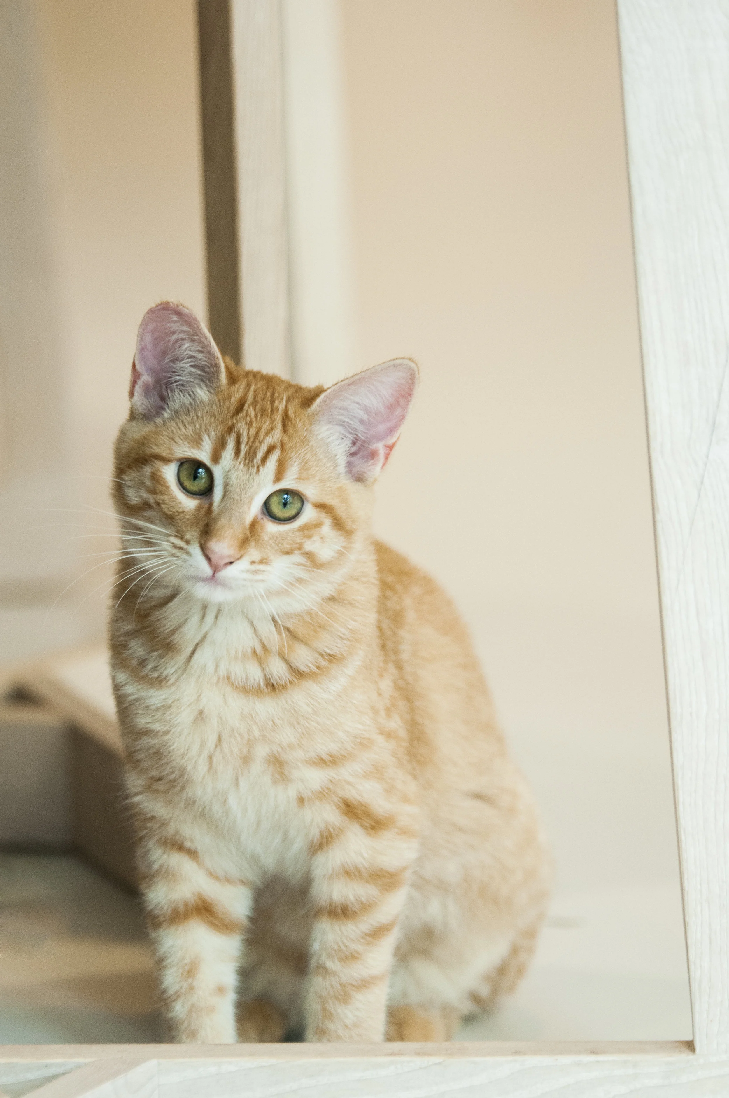 Ginny (Female) - Resident Birthday: July 2016 Purr-sonality Traits: Sweet, Docile, Loving, Flirtaeous, Lap Napper. Bio: Ginny is a rare kitty, because she is an orange female. Only 20% of orange tabbies are female. Beyond being rare, she is a real gem. She is curious and will play with you in a gentle and docile manner. She can also sense a calm and warm lap a mile away, so don't be too surprised if you get a Ginny in your lap. She's also a "parrot cat" so you may end up with her perched on your shoulder. Ginny is the sister and best friend of Ron. Her Past: Feral Colony in Golden Gate Park.