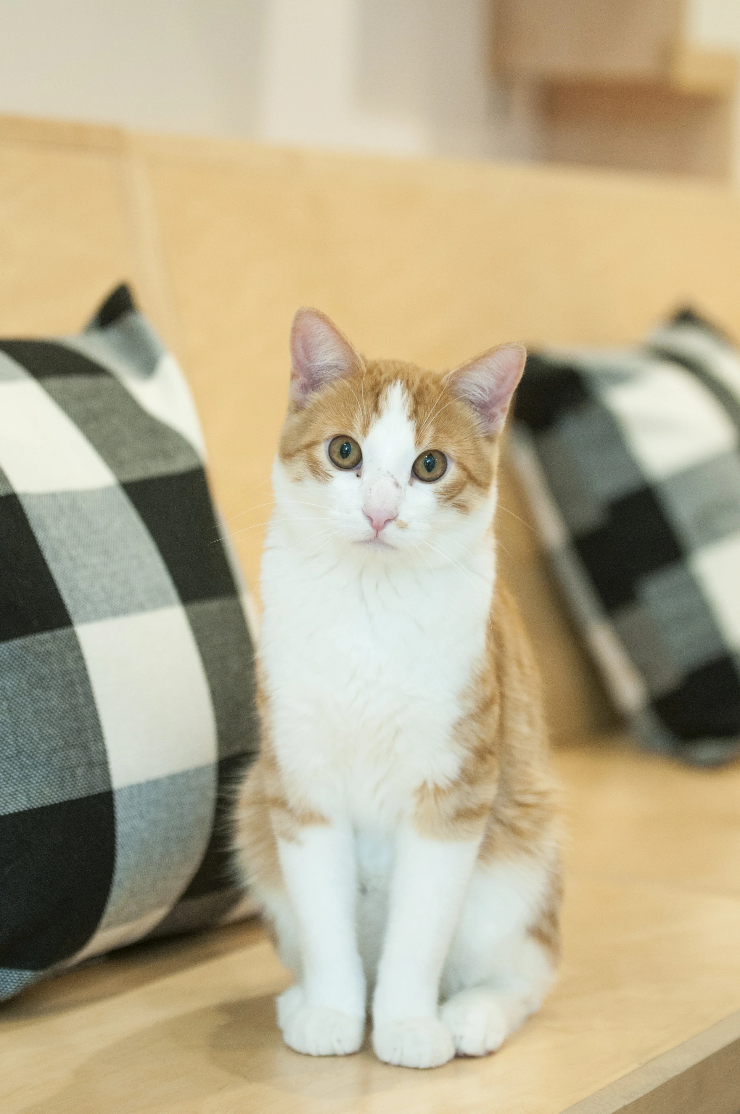 Otis (Male) - Resident Birthday: January 2016 Purr-sonality Traits: Playful, Curious, Loving, Goofy, Professional Wrestler. Bio: Otis is a very special boy. He had a brush with death as a young cat, but he did not let his first experience with humanity taint him forever. He is immensely friendly, loving and hilarious. His favorite past-time is wrestling with his good buddy and fellow tux, Burger. His Past: Found in a box nearly dead, Otis has blossomed into a healthy, strong kitty that overcame a dreadful and heartbreaking past.