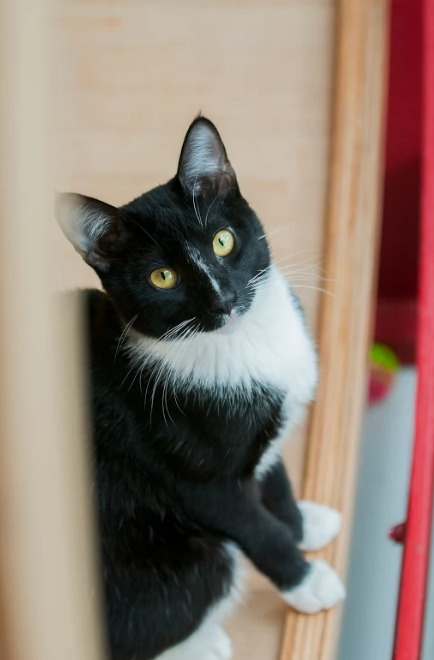 Burger (Male) - Resident Birthday: June 2016 Purr-sonality Traits: Playful, Adventurous, Curious, Confident, Loving. Bio: Burger is a chatty, handsome boy in his purrfect tuxedo. He's energetic and active, zooming from one end of the lounge to the other, chasing bubbles, or wrestling with his "lil sis", Blinx. In his mellow moments, he loves to sleep on the hanging chair, preferably snuggled with a friend or his on-again-off-again-girlfurriend, Ginny. Burger is Purrresident of the KitTea Kitty Welcoming Committee - he is always first to calmly say hello to the new arrivals and let them know it is all going to be okay! His Past: Found as a stray in San Francisco, CA.