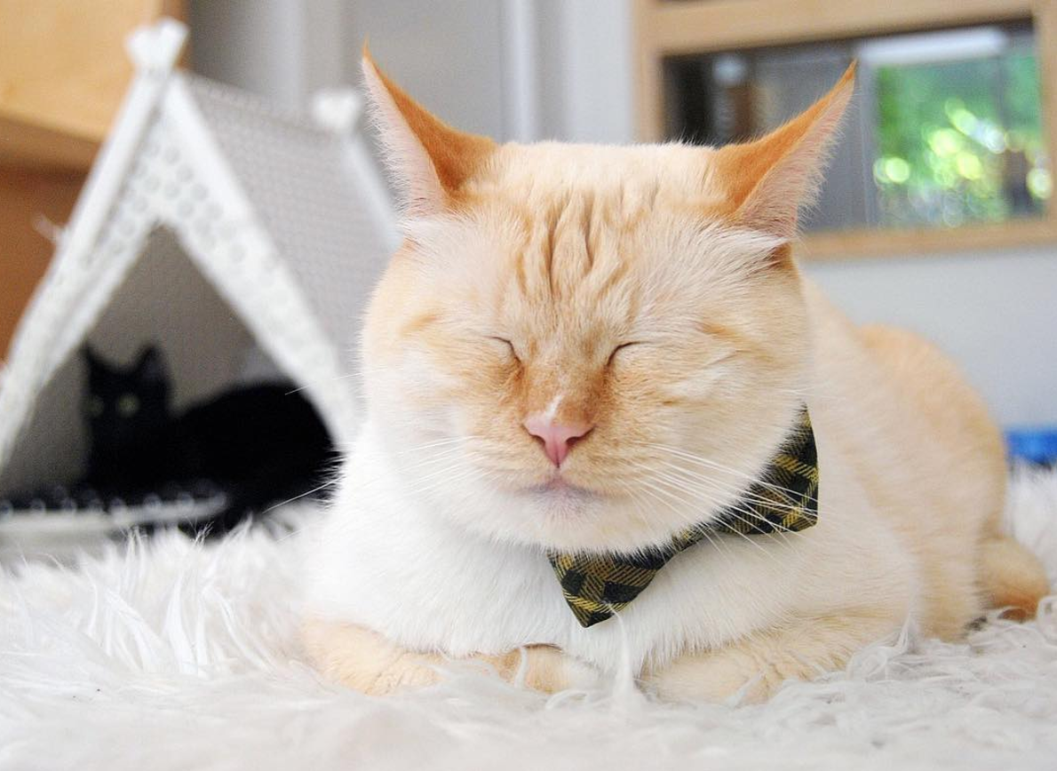 Thomas ~ 2 yrs. / Male