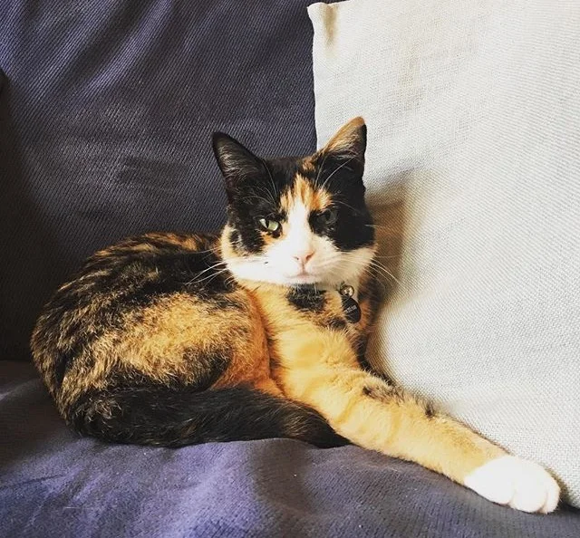 Sweet Dee ~ 3 yrs. / Female