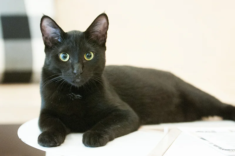 Tallulah ~ 1 yr / Female
