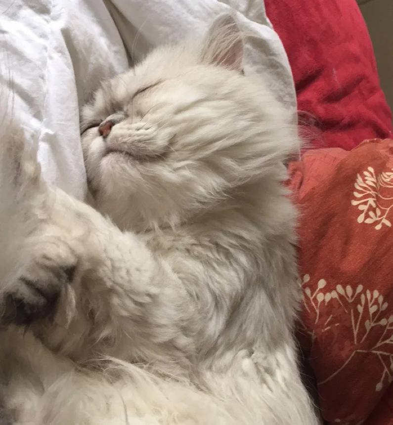 Parker ~ 2 yrs. / Male