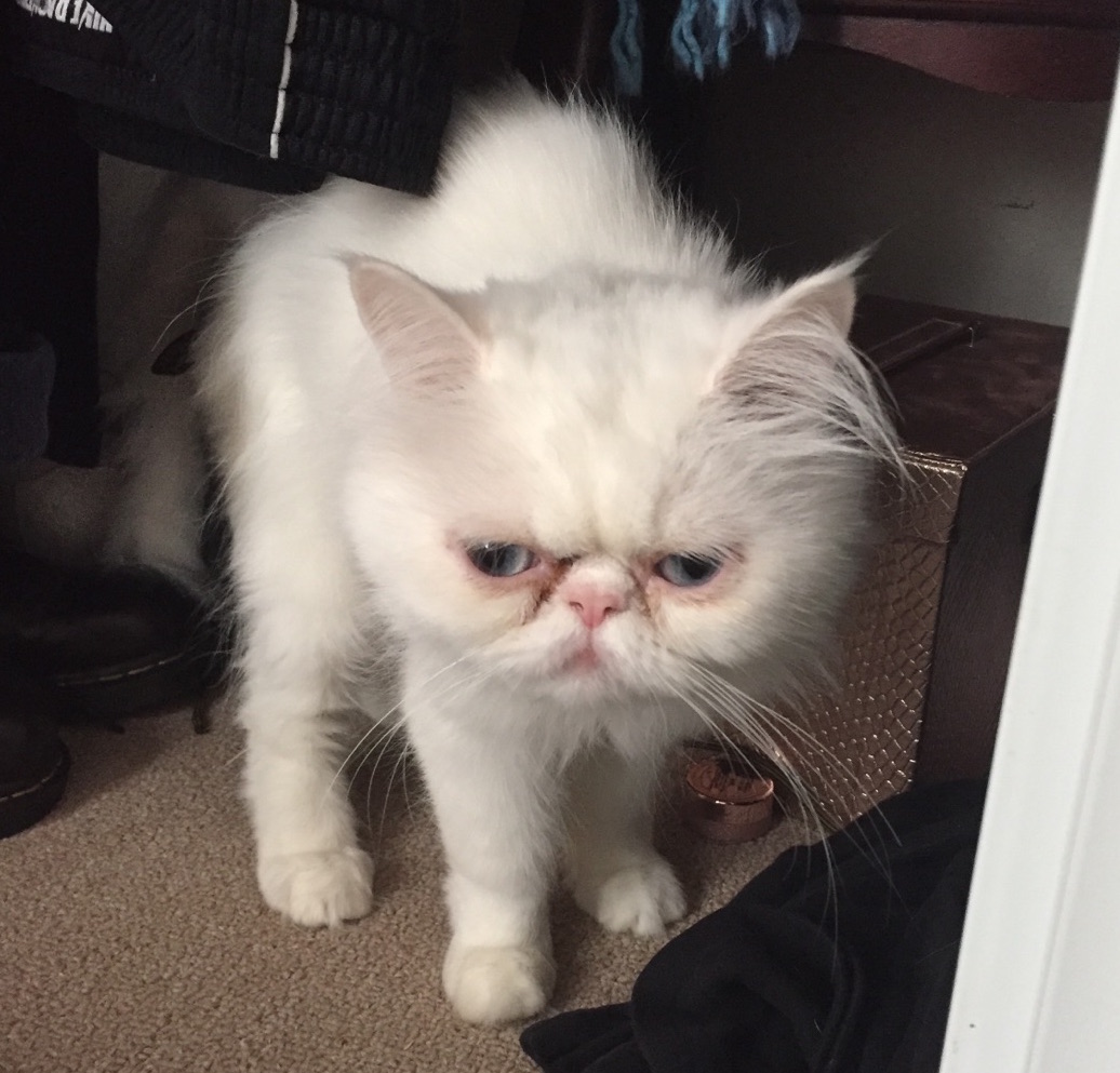 Posey ~ 1 yr /Female