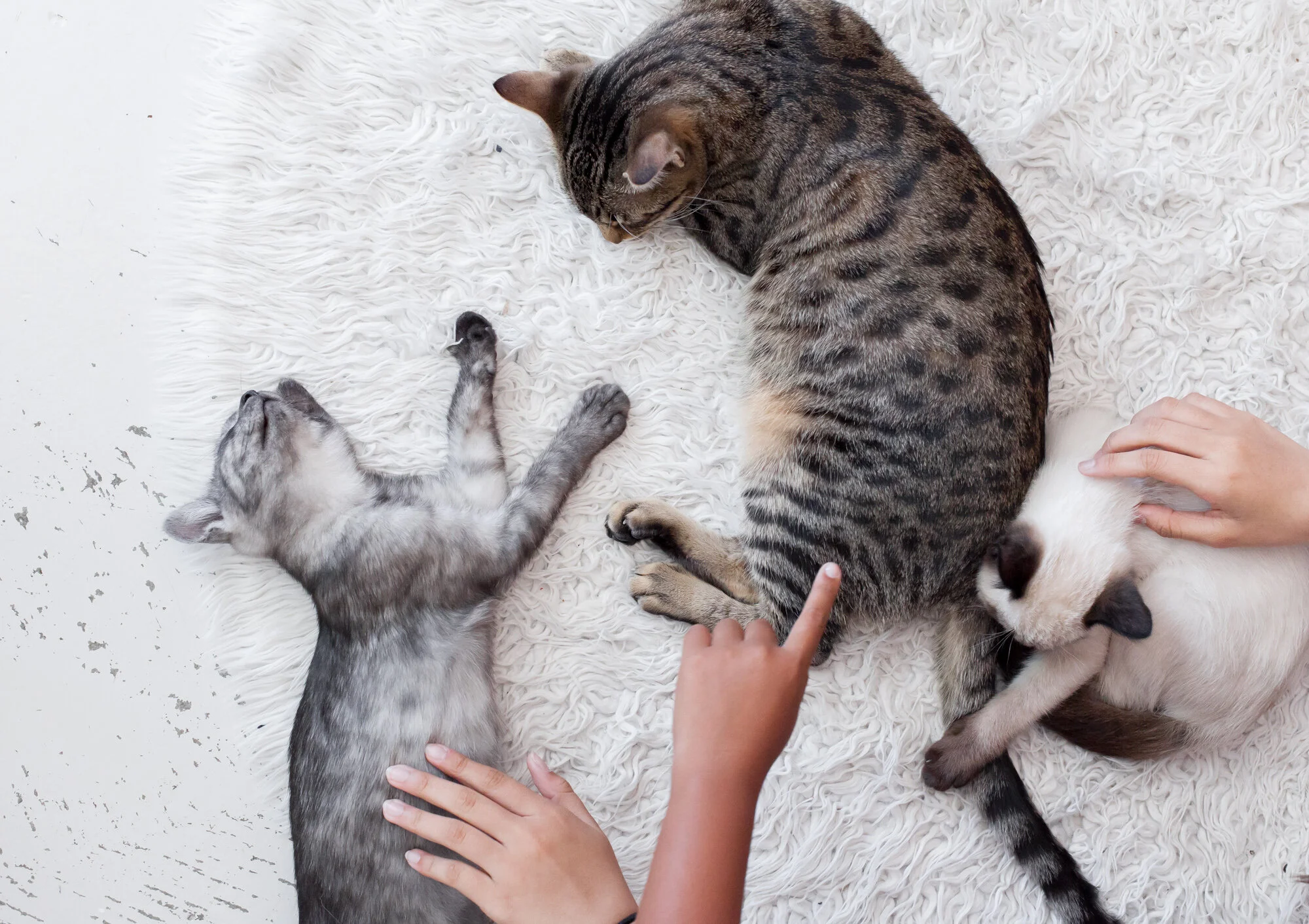 KitTea Cat Lounge & Cafe
