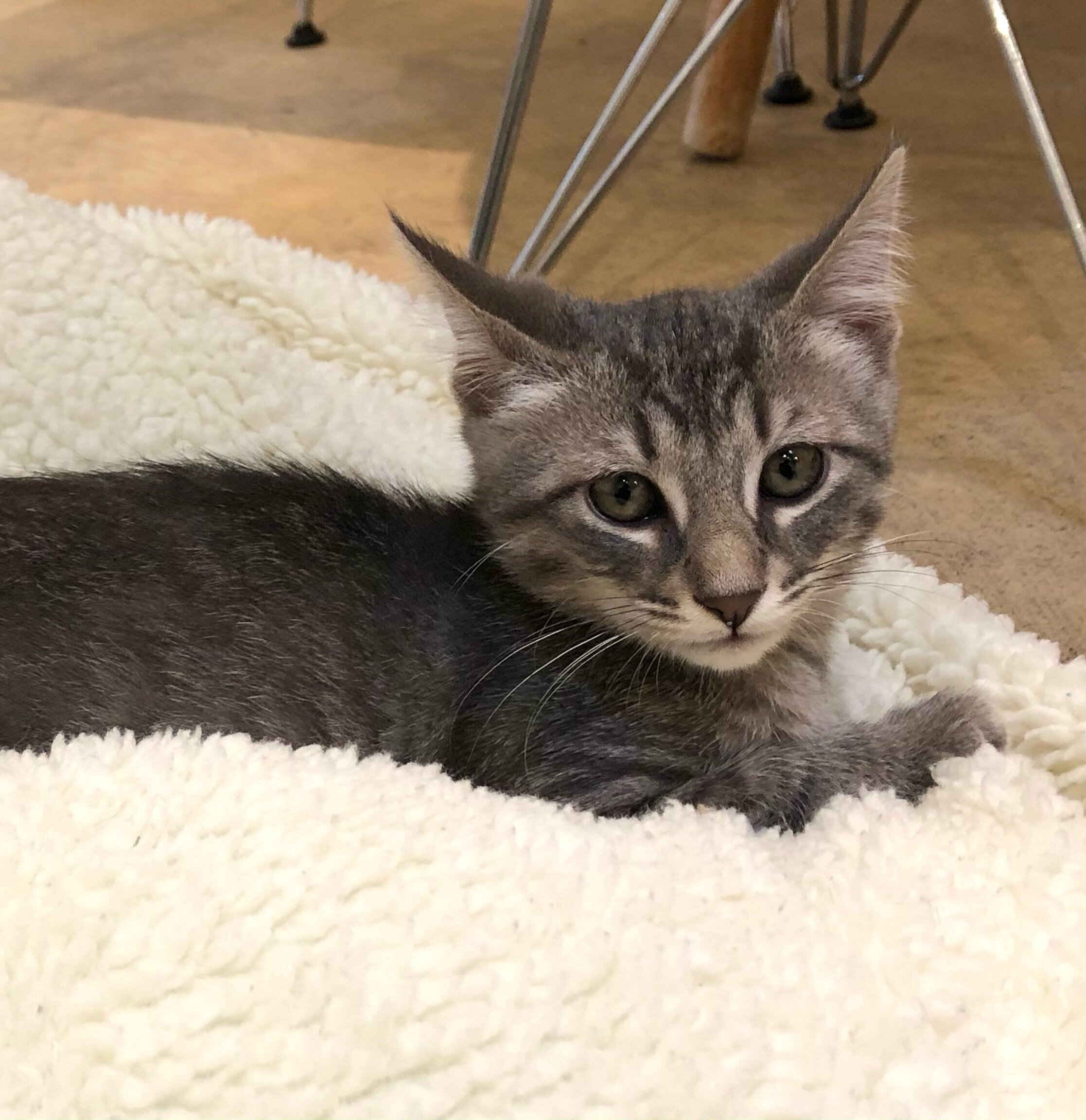 Adopted Cats — KitTea Cat Lounge & Cafe