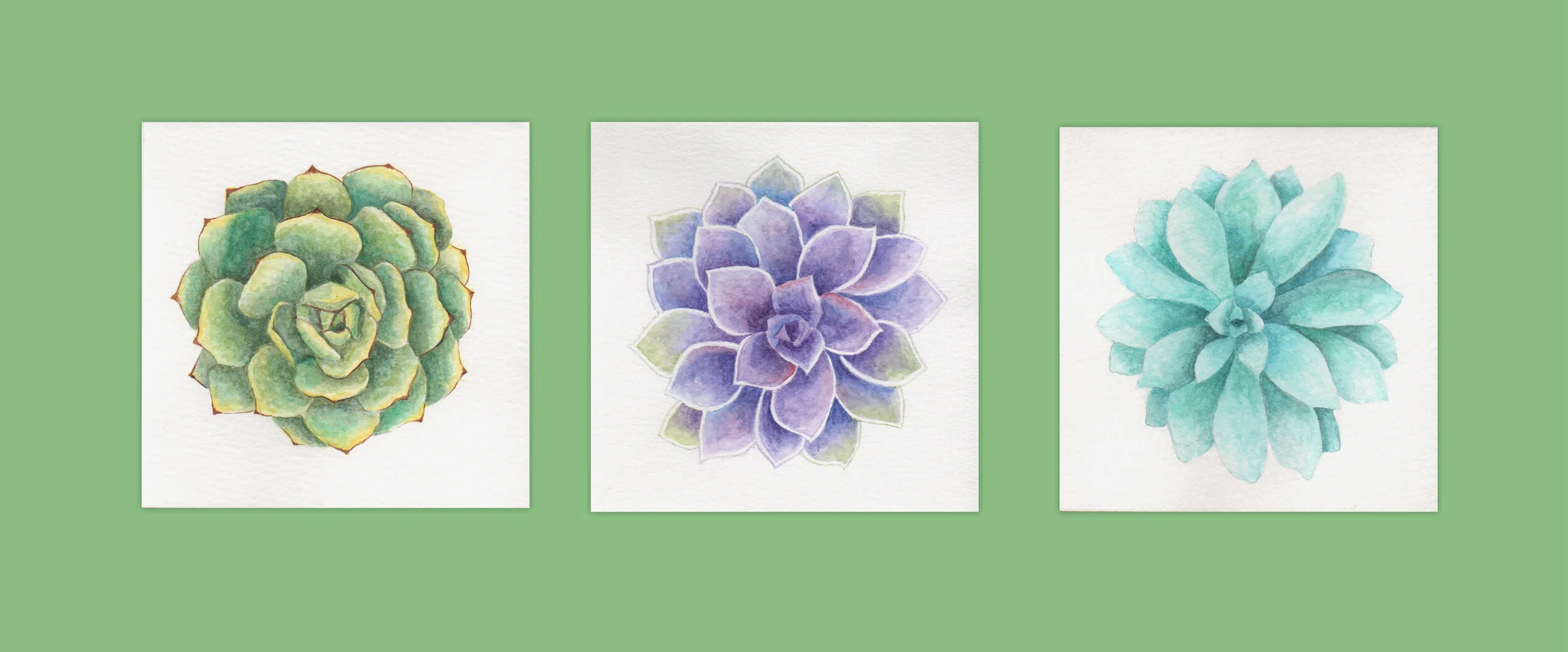 Succulent_Trio_Banner.jpg