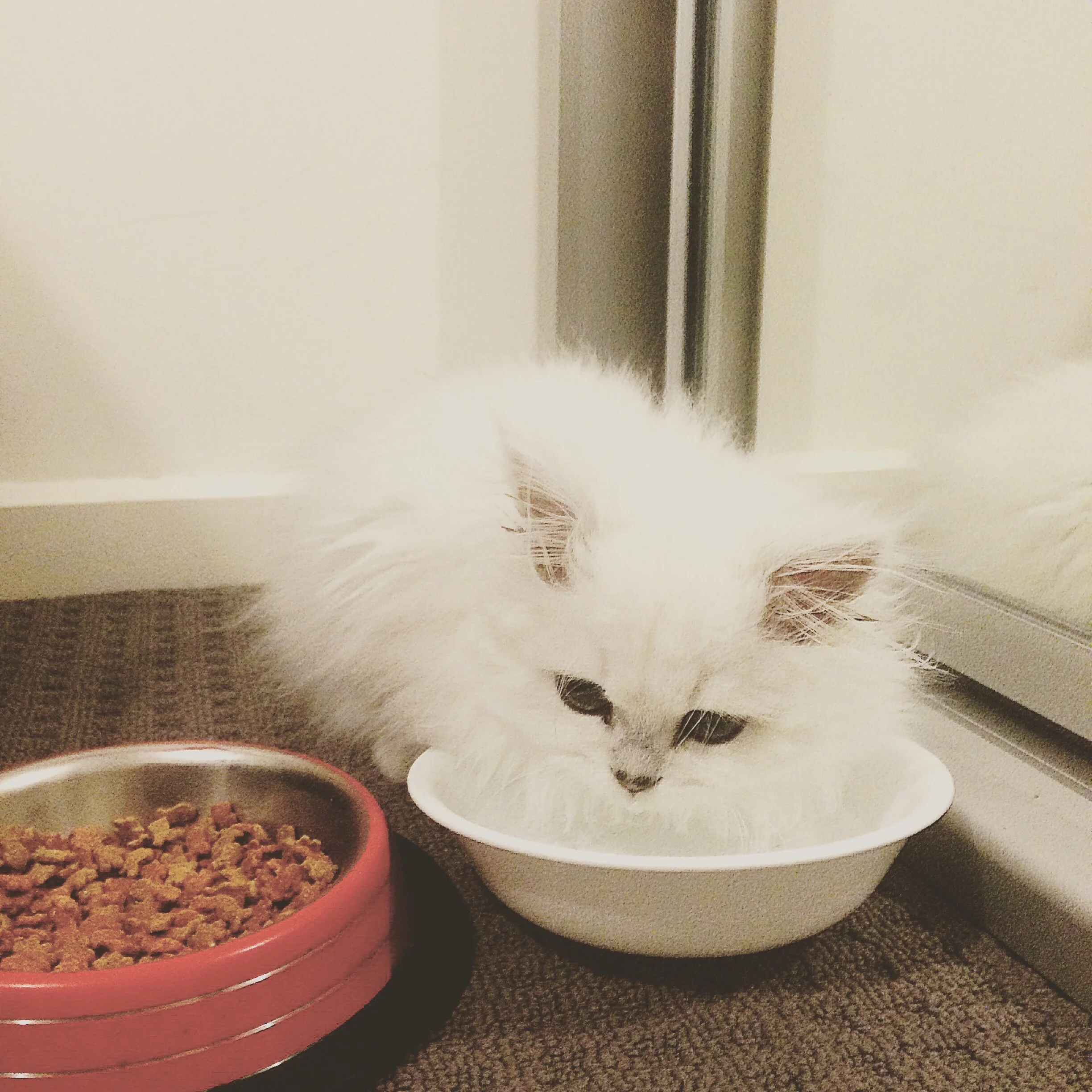 And this is Alfred. My favorite feline to date.