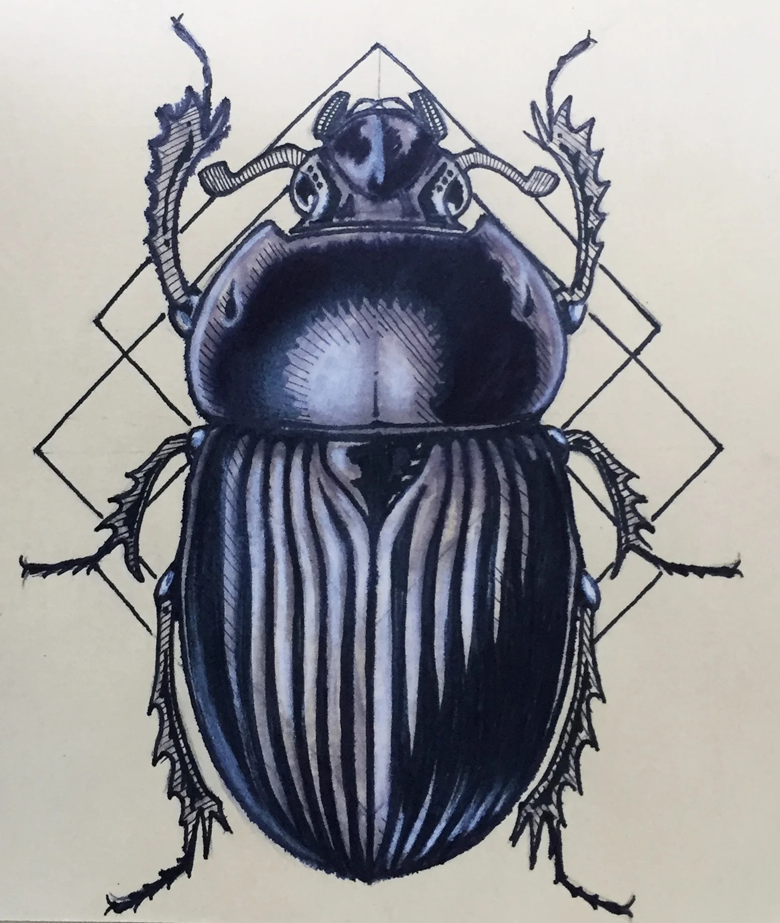 Beetle_Geom.jpg