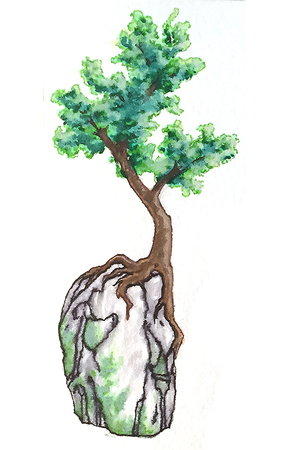 Tree_rock.jpg