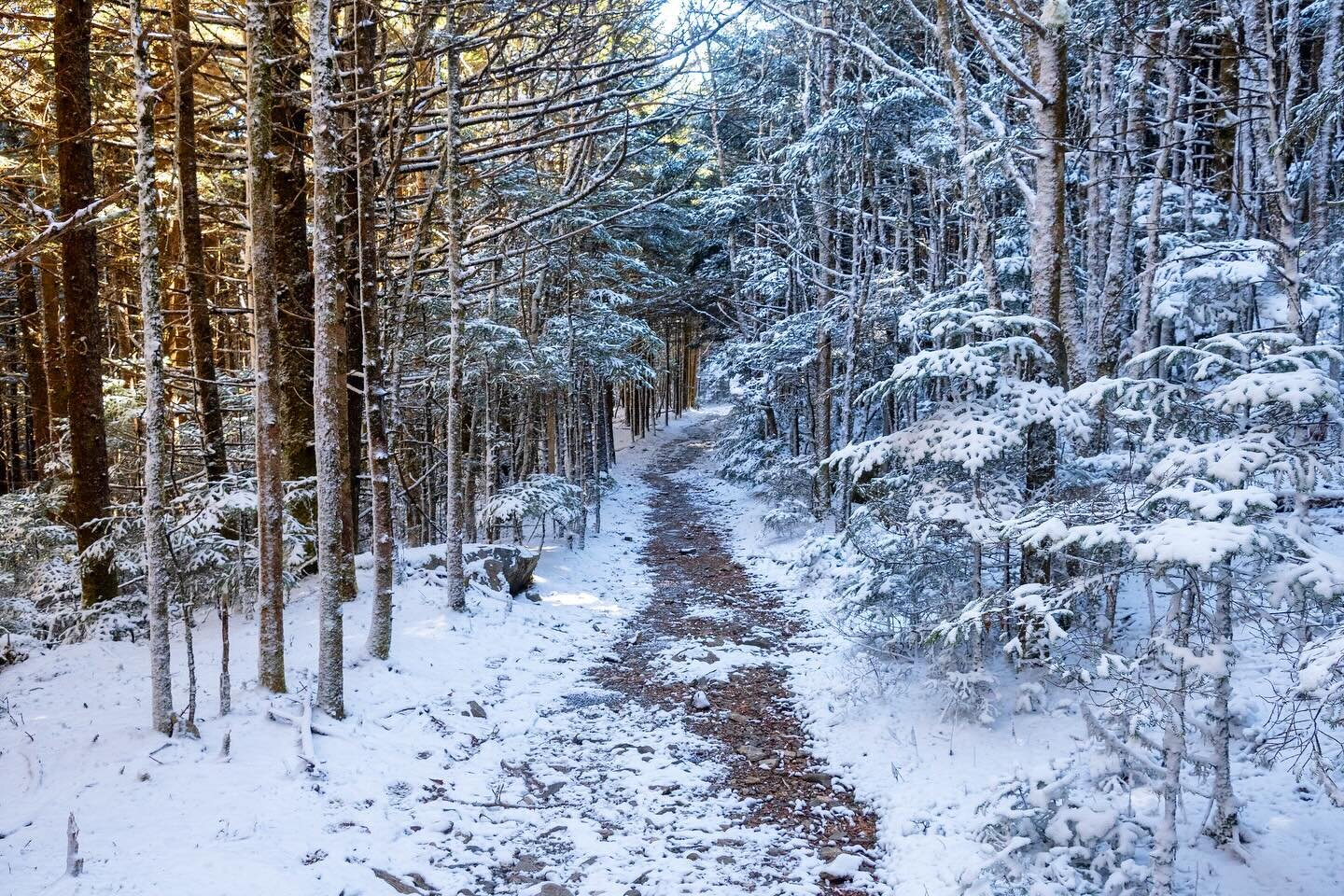 More snow, please. This was fine, but more.

The AT on Roan Mountain, a few weeks ago.

#snow #appalachiantrail #appalachians #southernappalachians #roanmountain #roanhighlands #winter #trail #hiking #cherokeenationalforest #pisgahnationalforest #nor