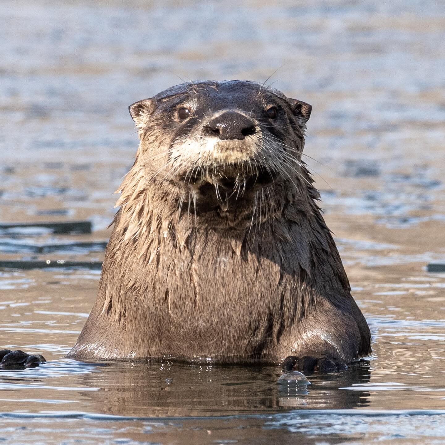 The keeper of the pond.

#riverotter #otter #wildlife #wildanimals #nature #mammal #naturephotography #northcarolina #asheville #wnc #closeup #animal #telephoto #frenchbroadriver #biltmore #biltmoreestate #thelagoon #water #ice #january #winter