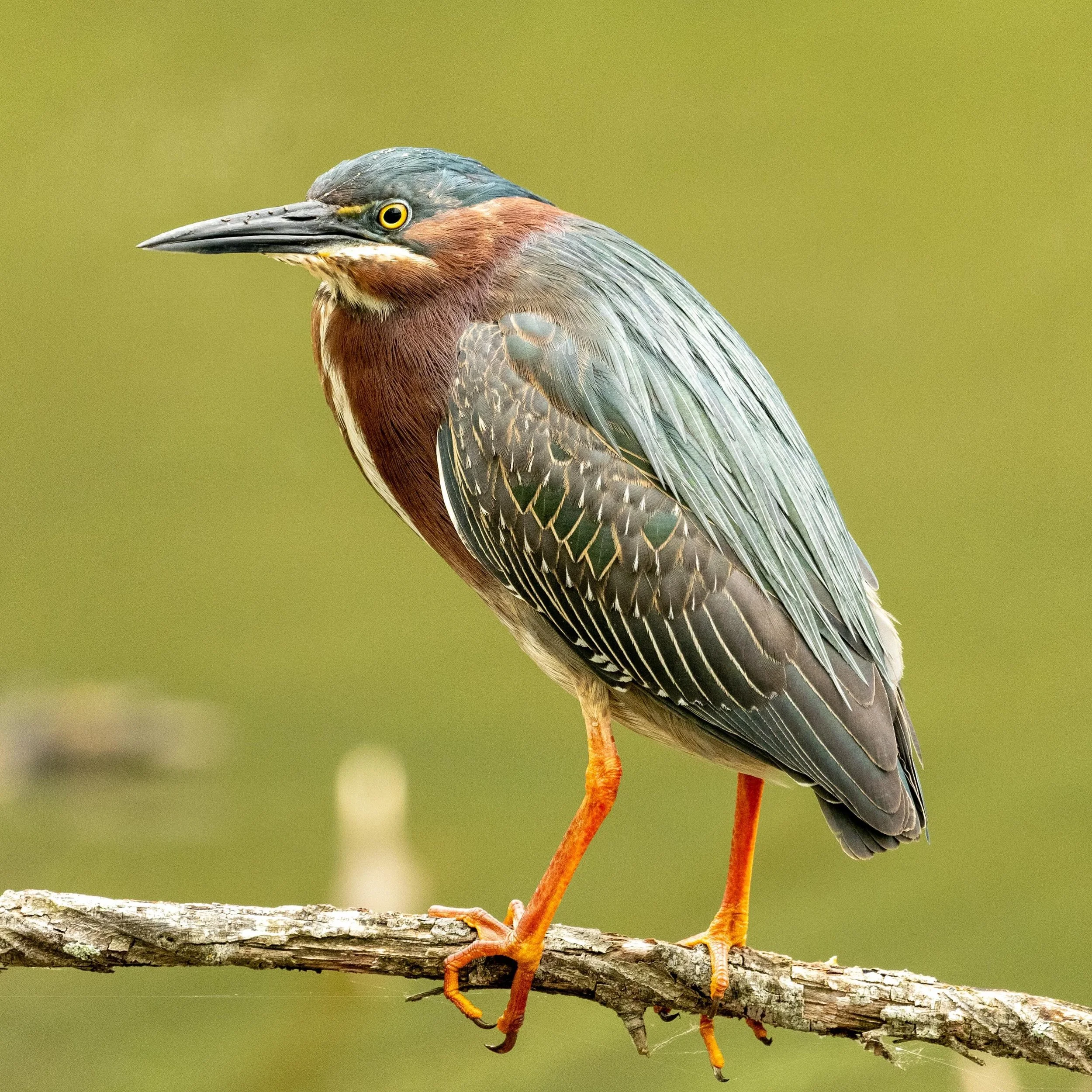 Green heron. It&rsquo;s a heron, but green.

#greenheron #heron #bird #birdsofinstagram #birding #wildlife #wildlifephotography #naturephotography #nature #asheville #northcarolina #ornithology #wadingbirds