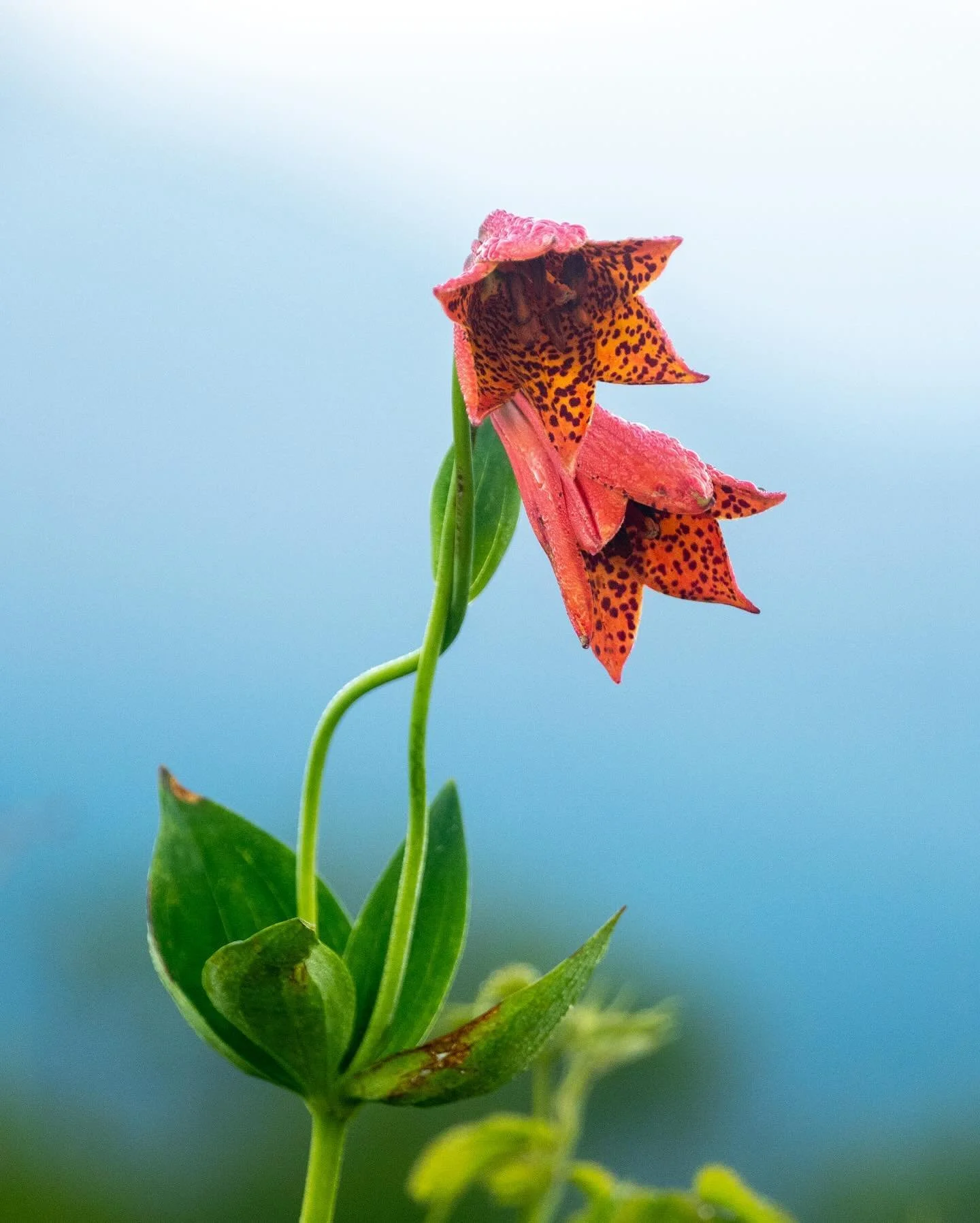 Gray&rsquo;s lilies along the AT in the Roan Highlands.

#appalachiantrail #at #grayslily #roanhighlands #roanmountain #pisgahnationalforest #cherokeenationalforest #tennessee #northcarolina #wnc #appalachians #southernappalachians #flower #wildflowe