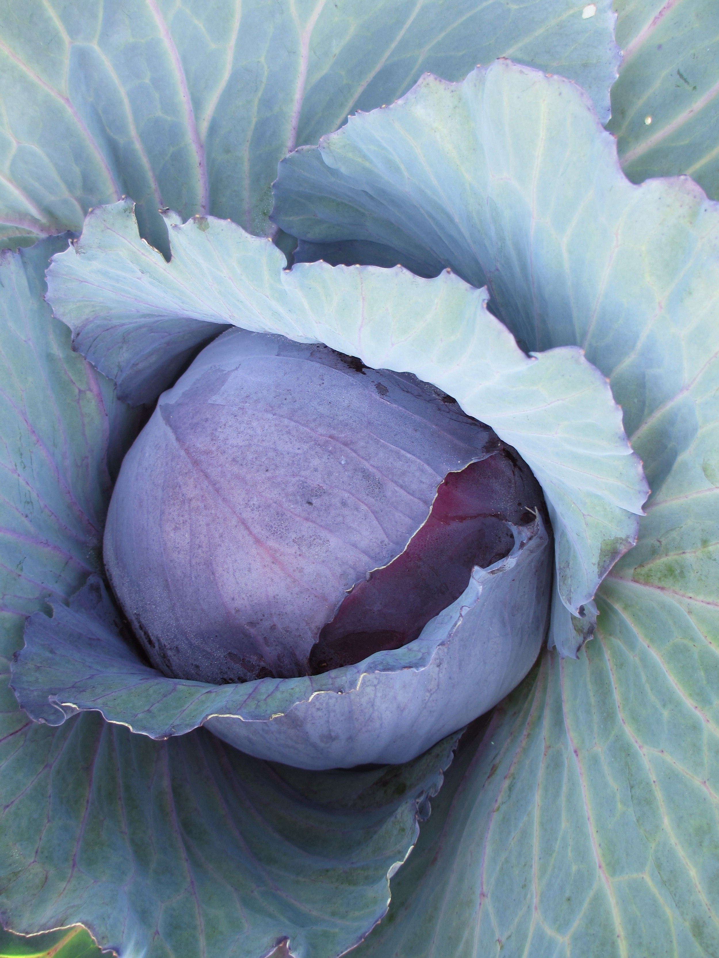 red_cabbage.JPG