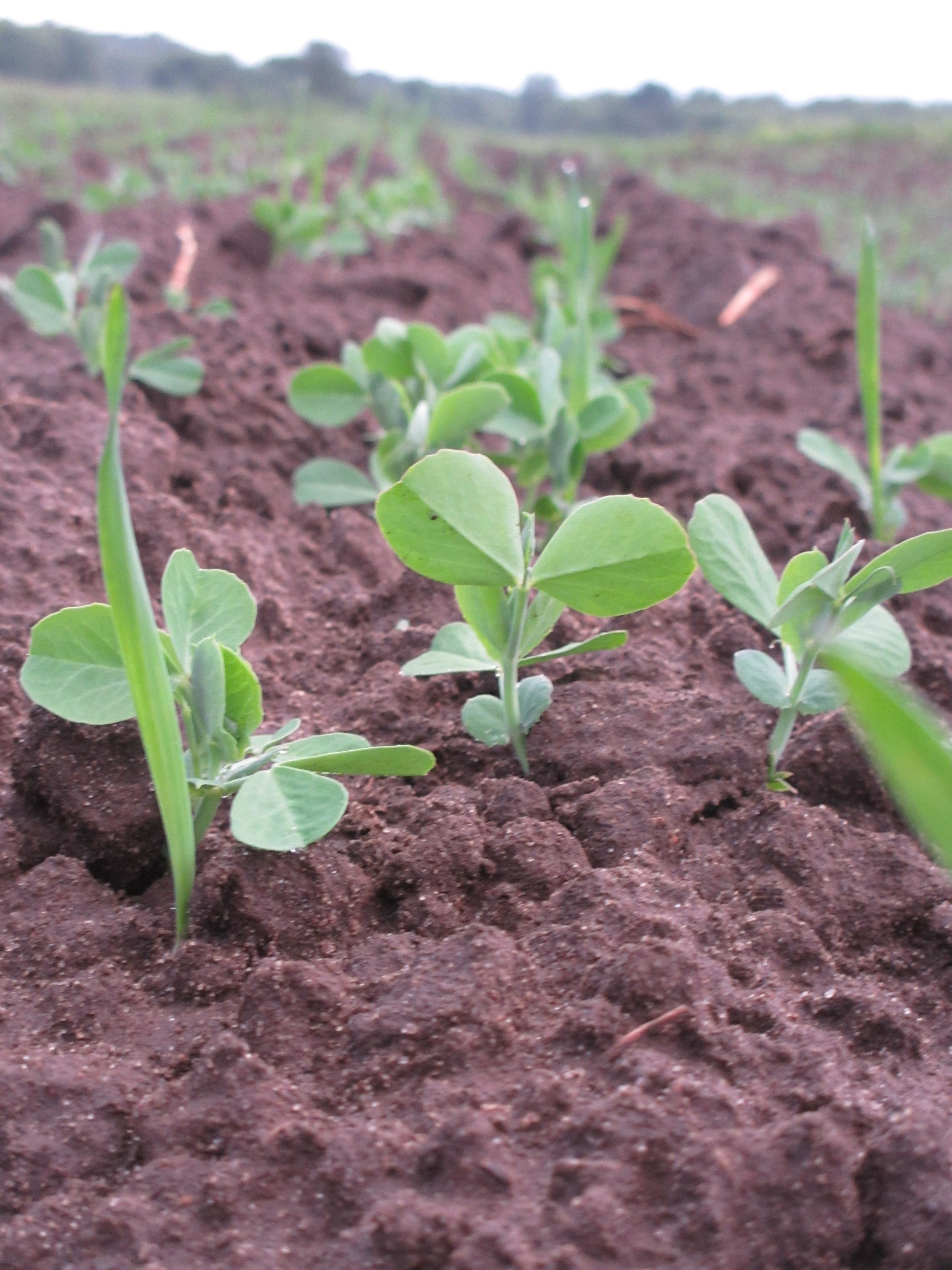 cover_crops.JPG