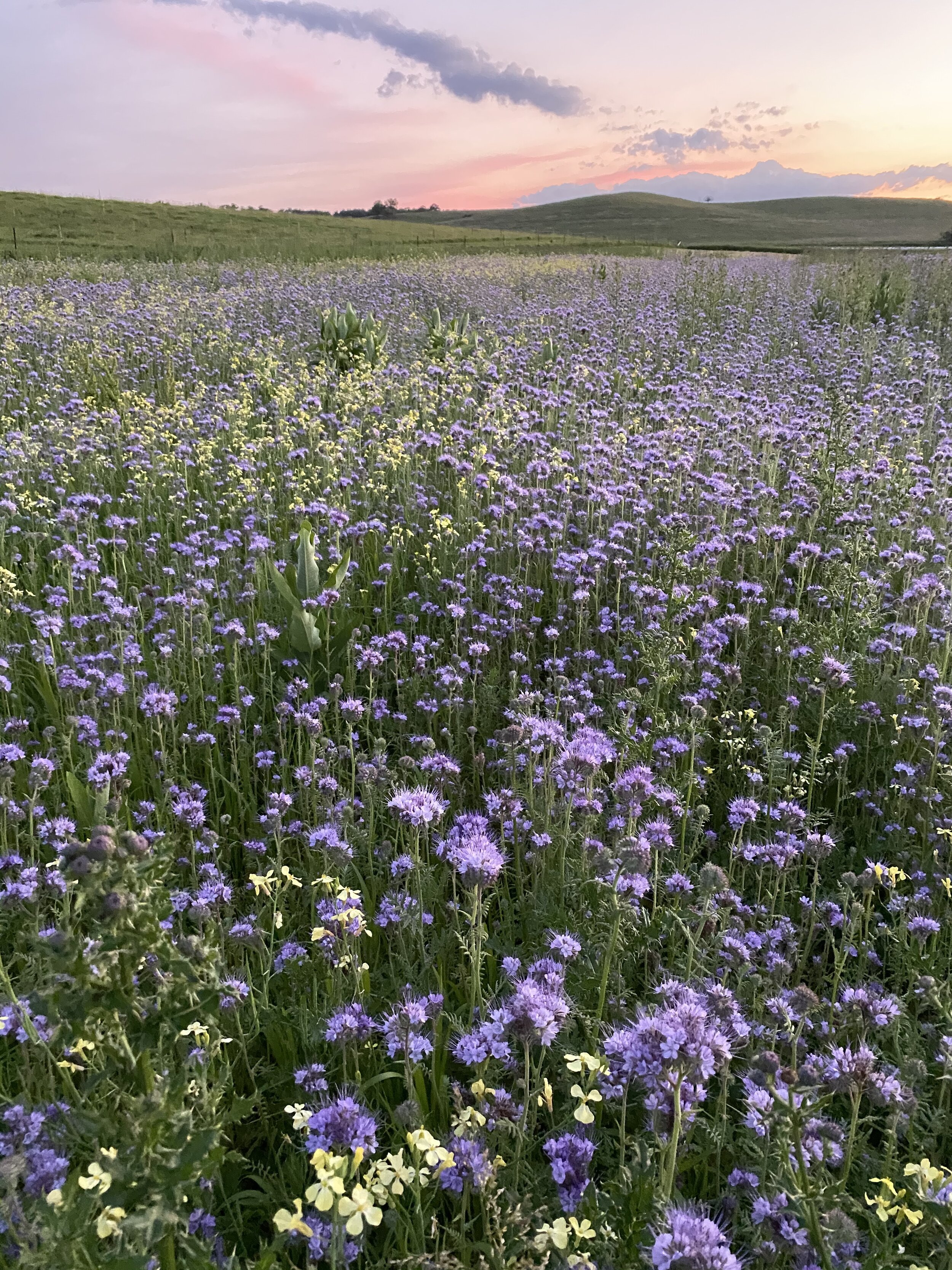 phacelia.jpg