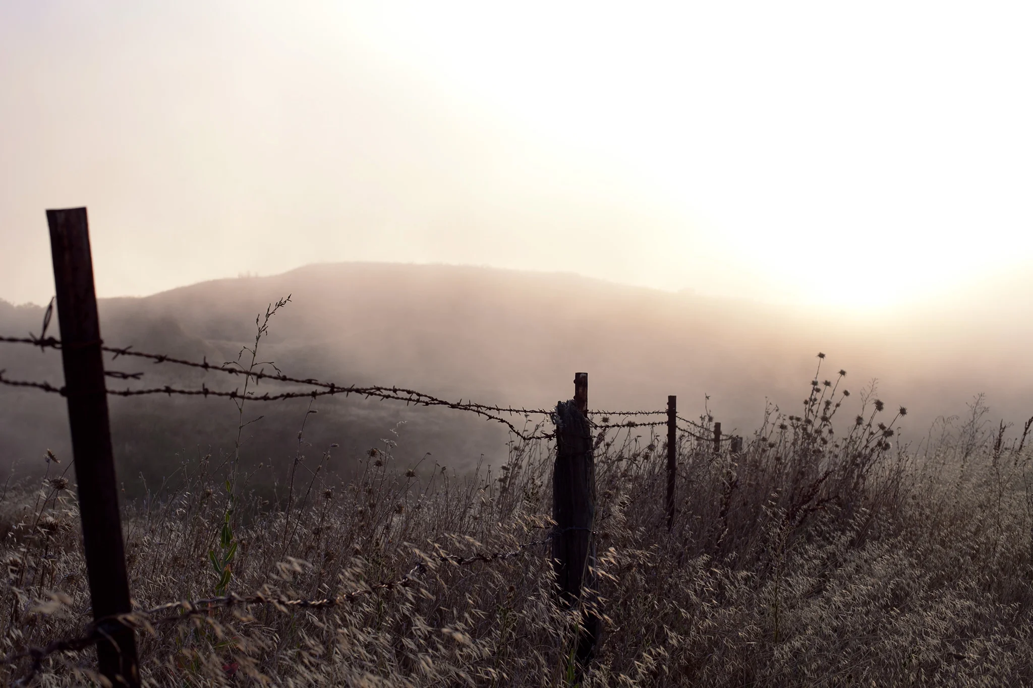 foggy-bay-area-field-wheat-dreary.jpg