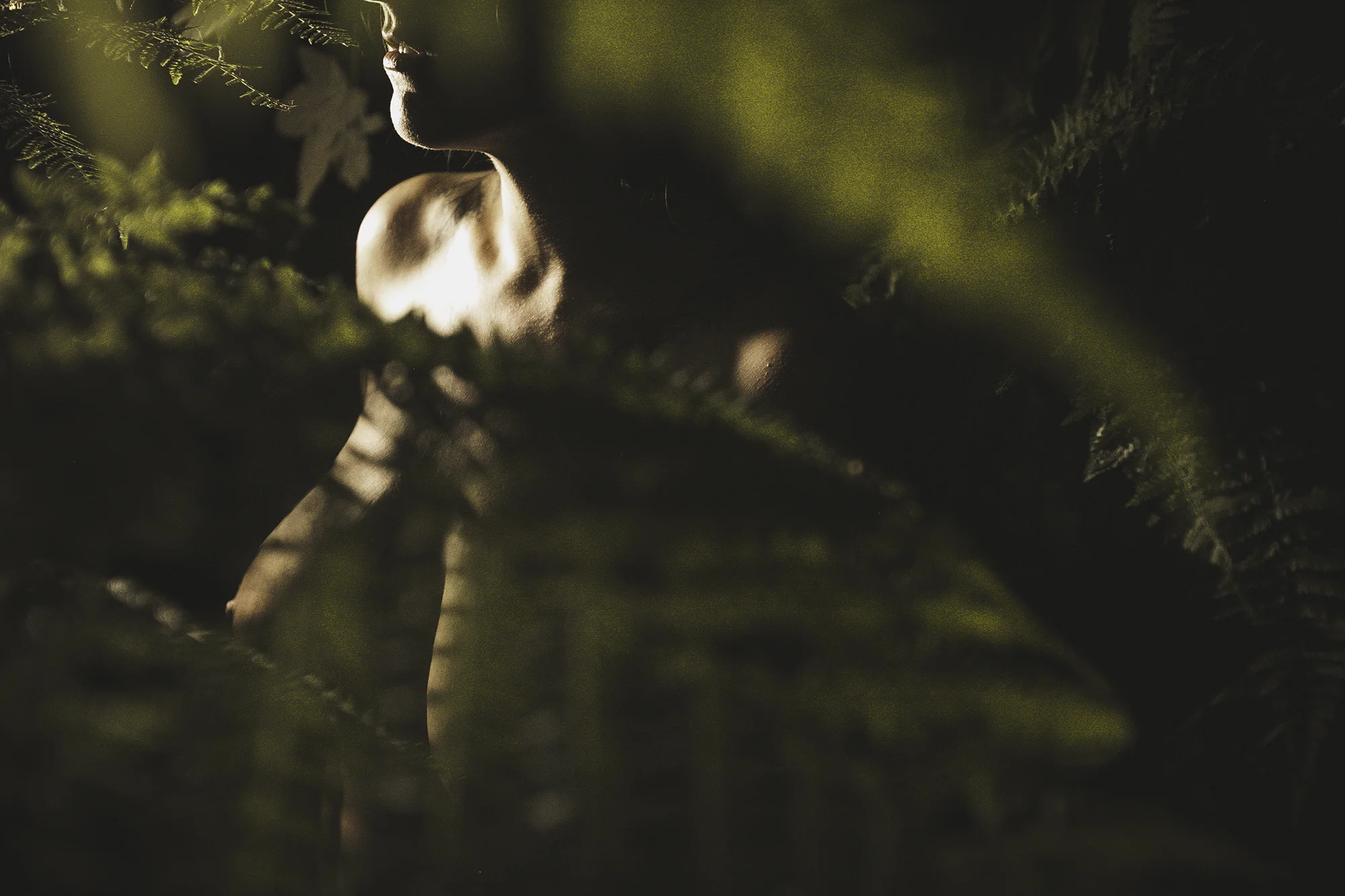 shadow-fern.jpg