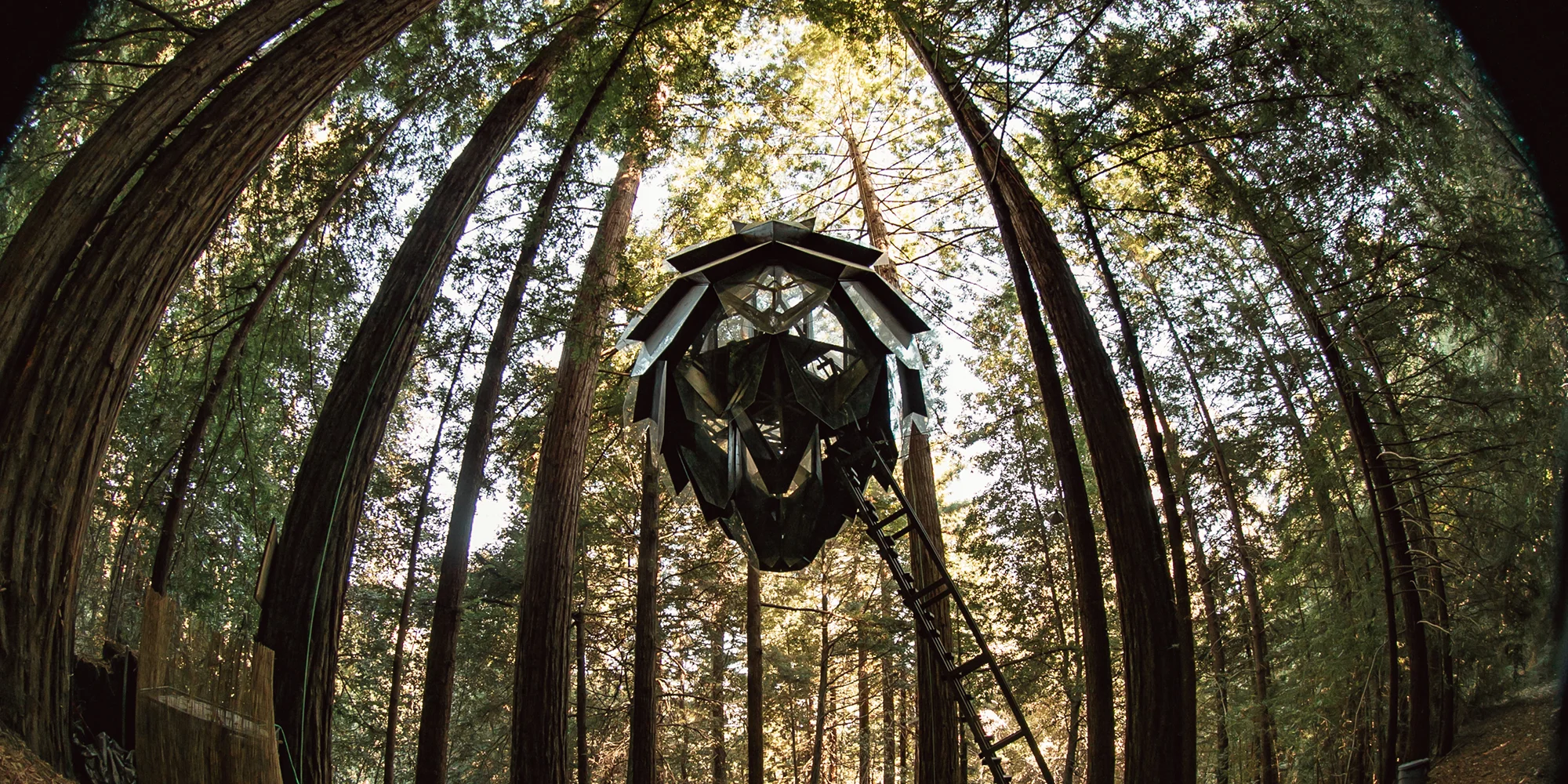 pinecone-series-guayaki-third-eye-o2-treehouse-forest-6.jpg