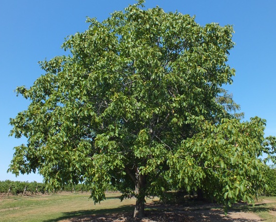 Black Walnut Tree