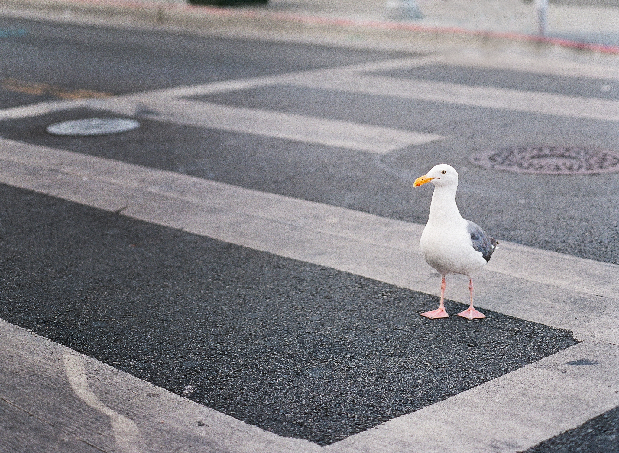 Seagul at the Wharf.jpg