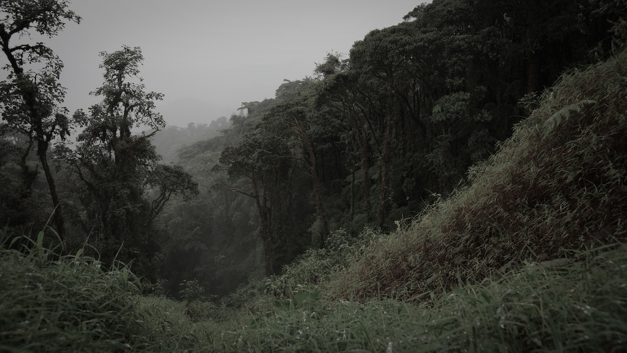 CloudForest.jpg