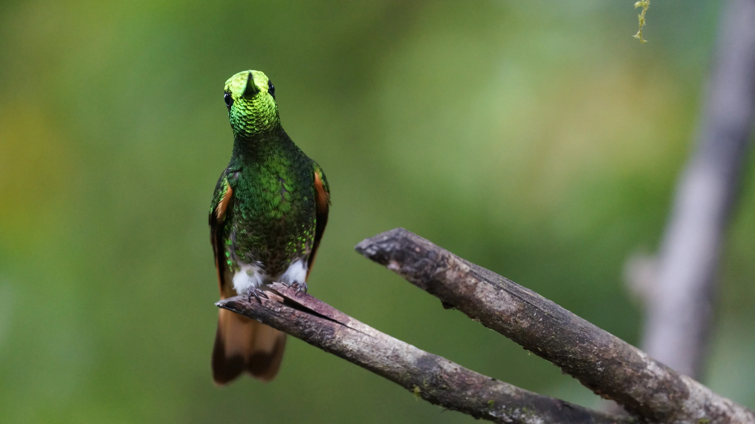 Buff-tailed Coronet Boissonneaua flavescens Tandayapa Valley, Ecuador, 2014