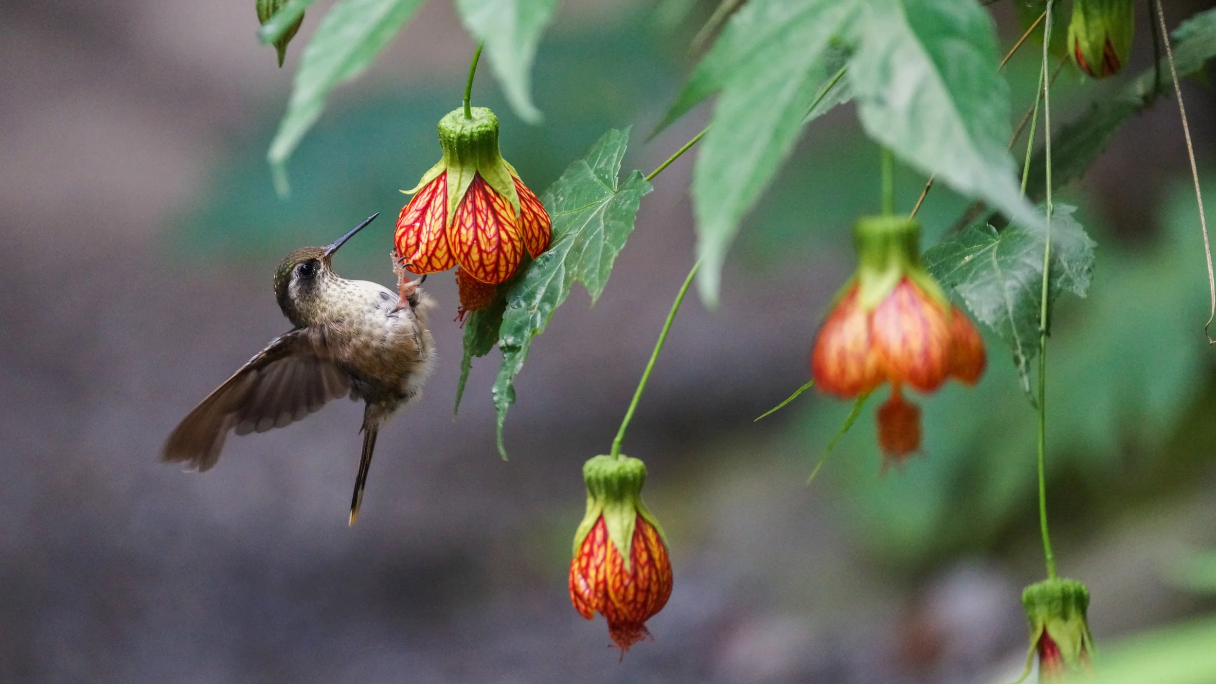Speckled Hummingbird Adelomyia melanogenys Tandayapa Valley, Ecuador, 2014