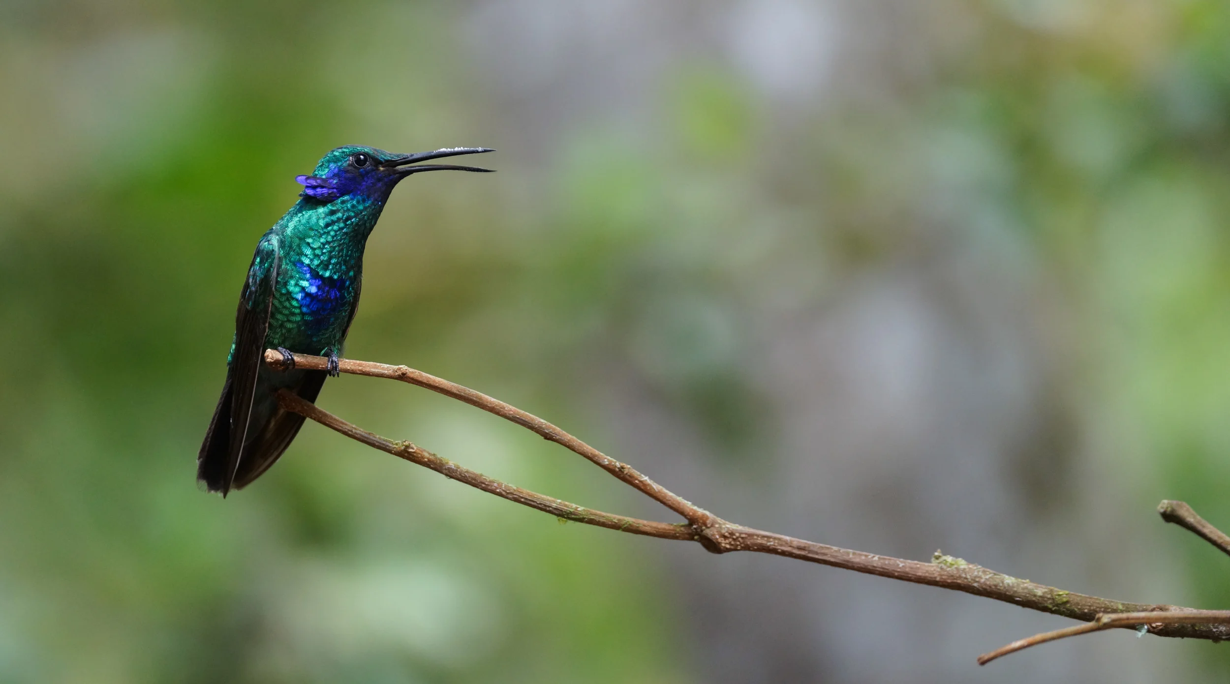 Sparkling Violet-ear Colibri coruscans Tandayapa Valley, Ecuador, 2014