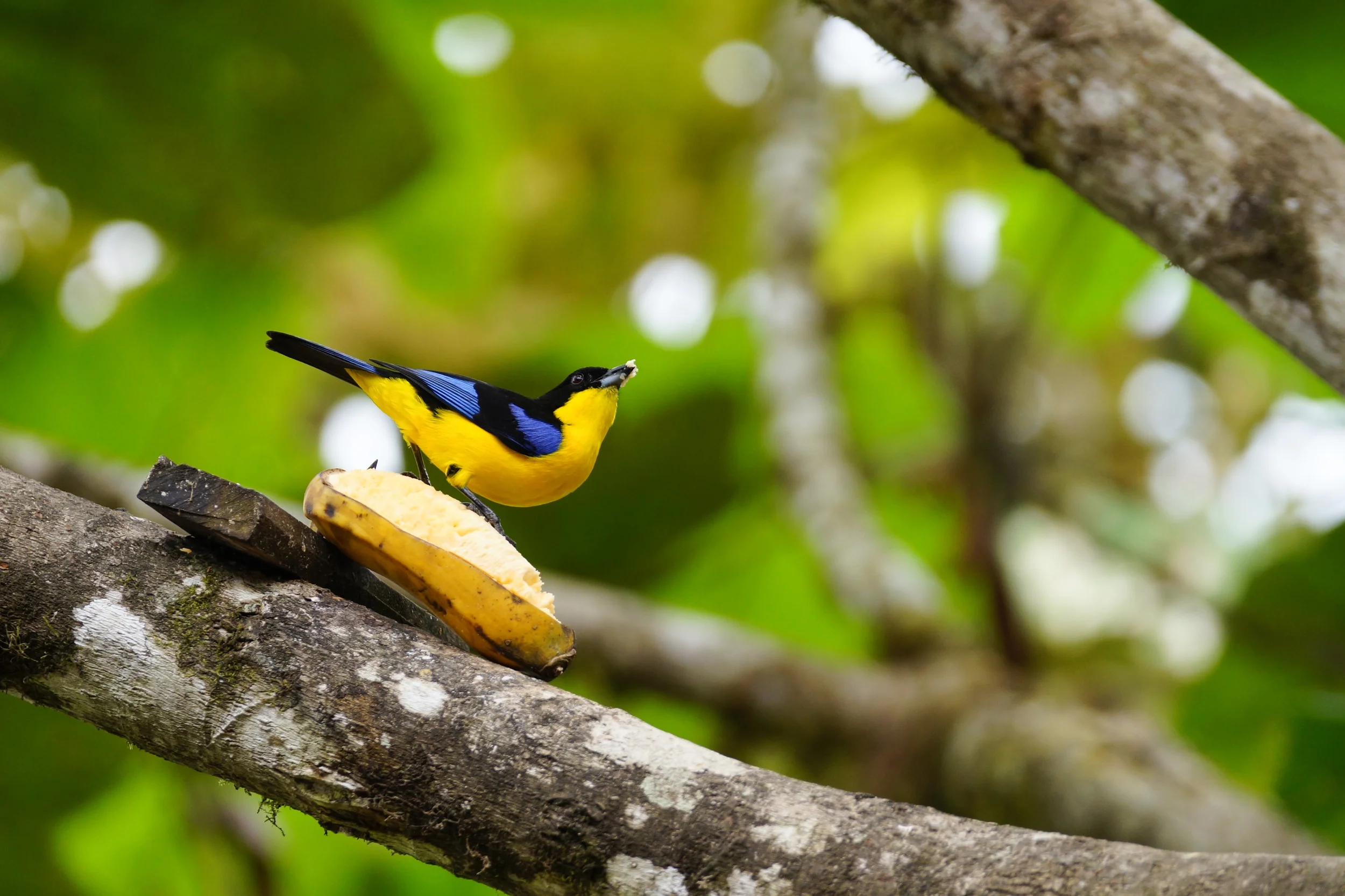 Blue-winged Mountain-tanager Anisognathus somptuosus Mindo Valley, Ecuador, 2014