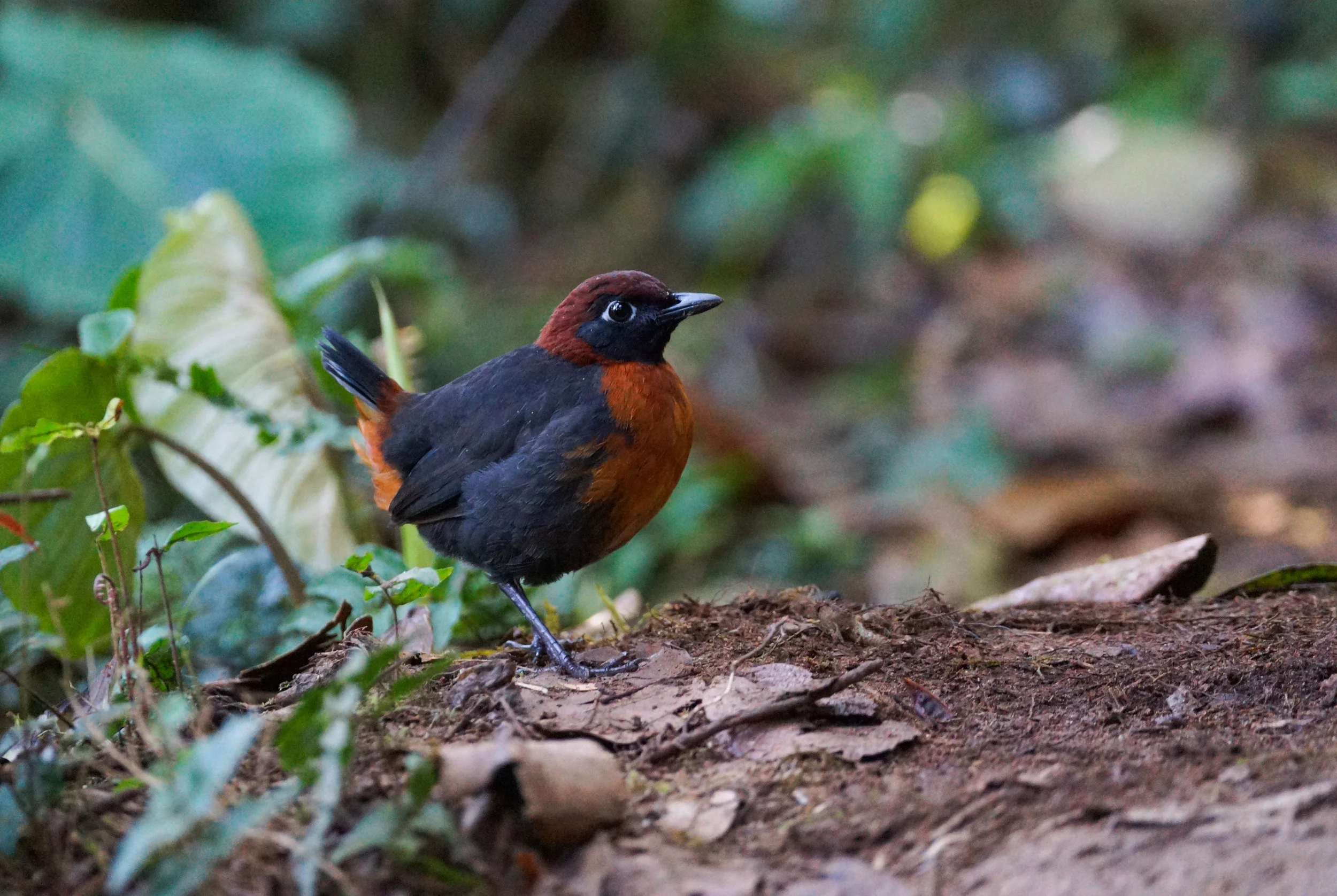 Rufous-breasted Antthrush Formicarius rufipectus Mindo Valley, Ecuador, 2014