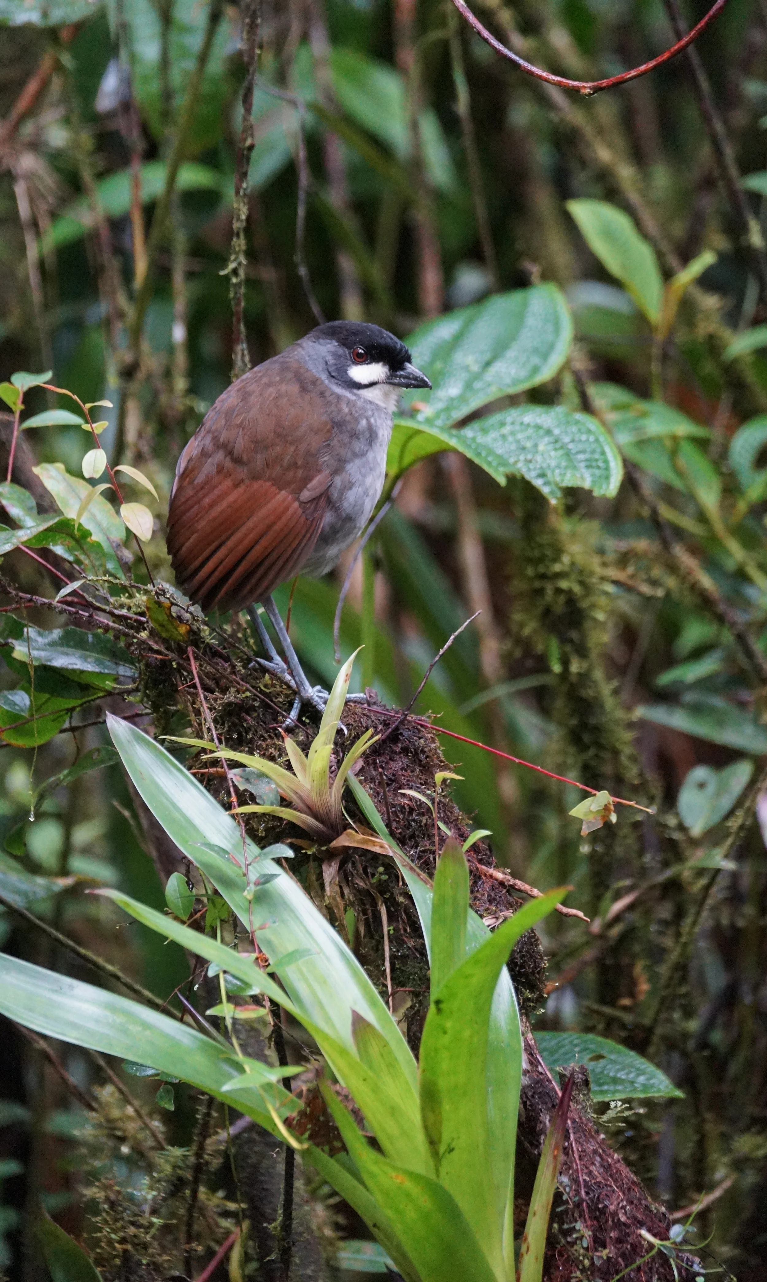 Jocotoco Antpitta Grallaria ridgelyi Tapichalaca, Ecuador, 2014
