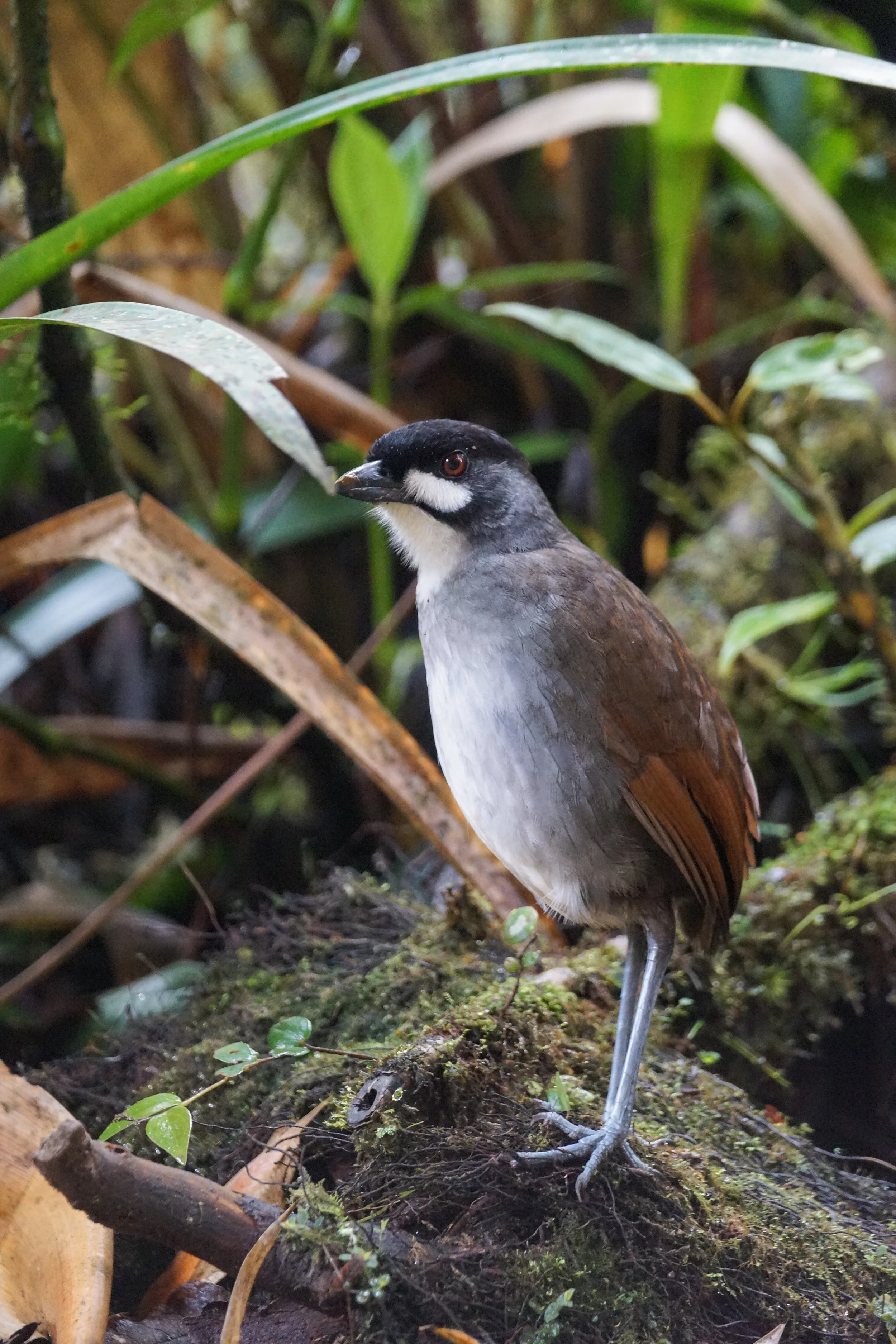 Jocotoco Antpitta Grallaria ridgelyi Tapichalaca, Ecuador, 2014