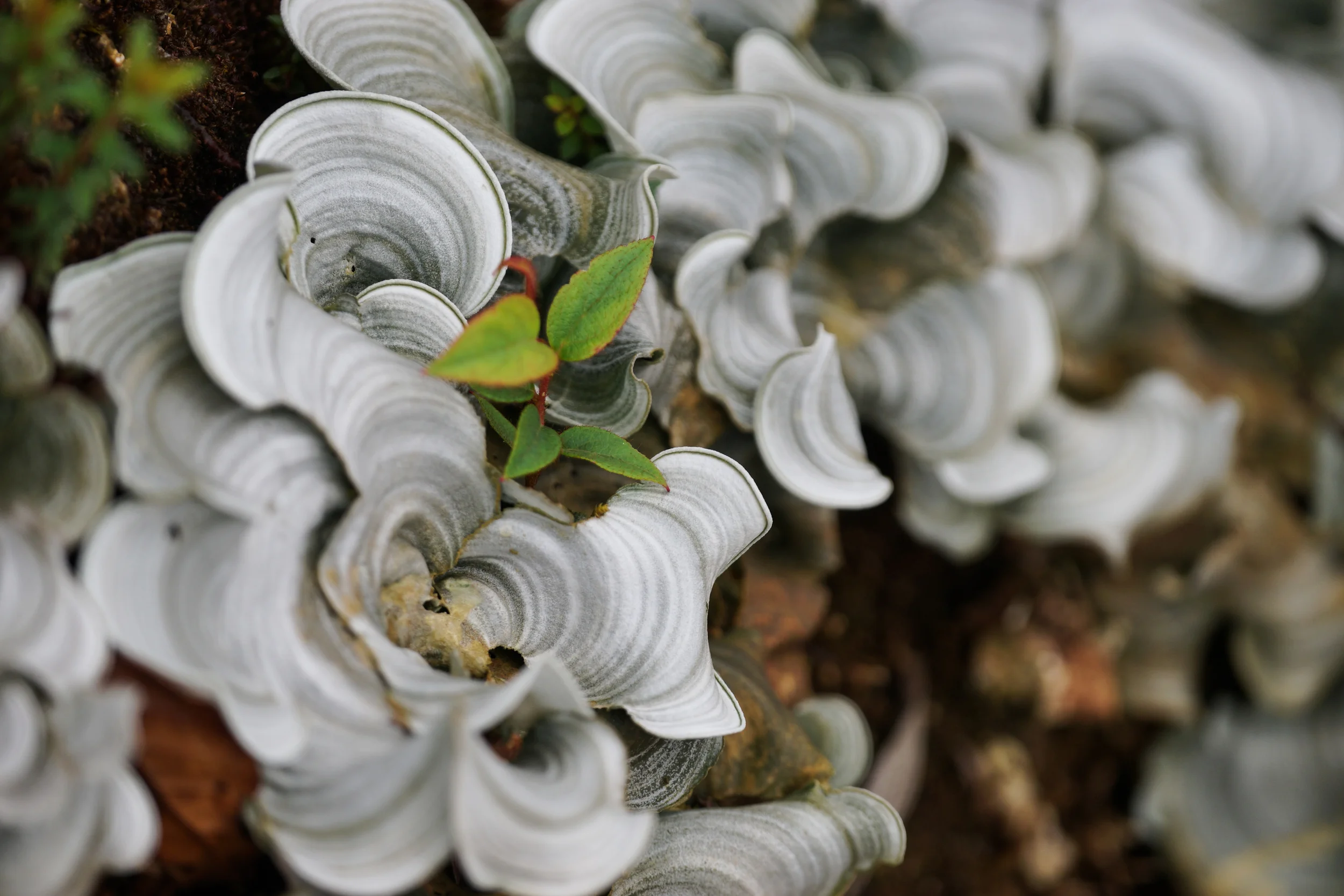 Fungi Tapichalaca, Ecuador, 2014