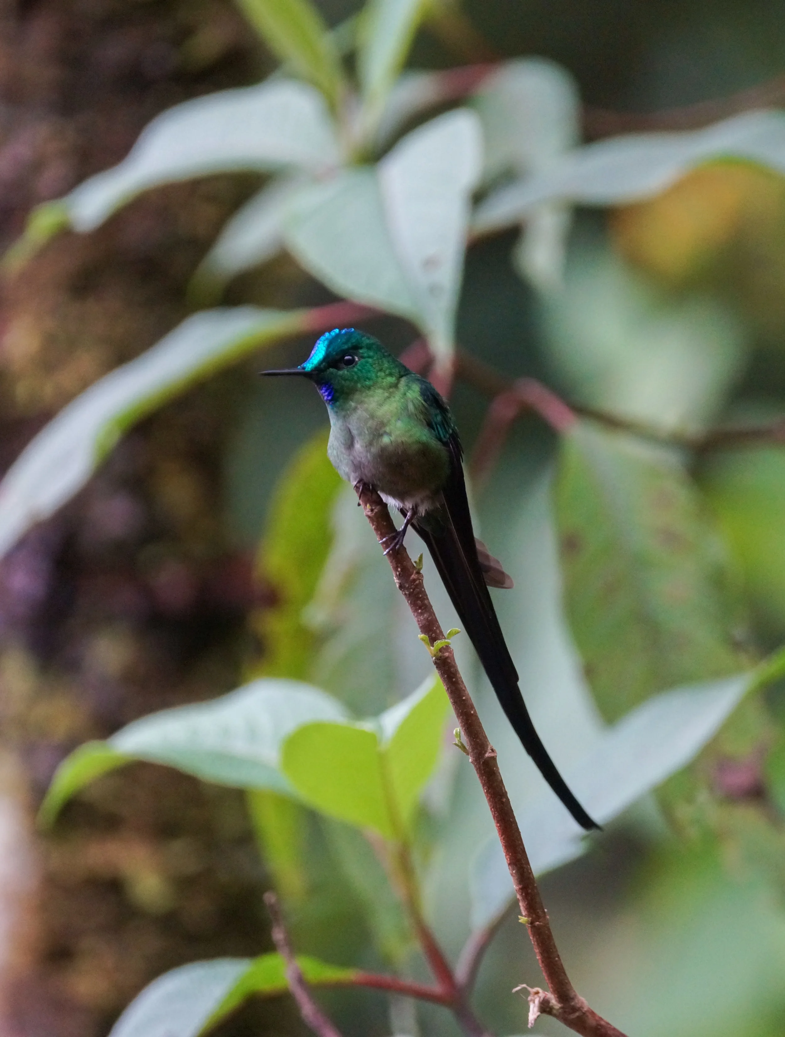 Long-tailed Sylph Aglaiocercus kingii Tapichalaca, Ecuador, 2014