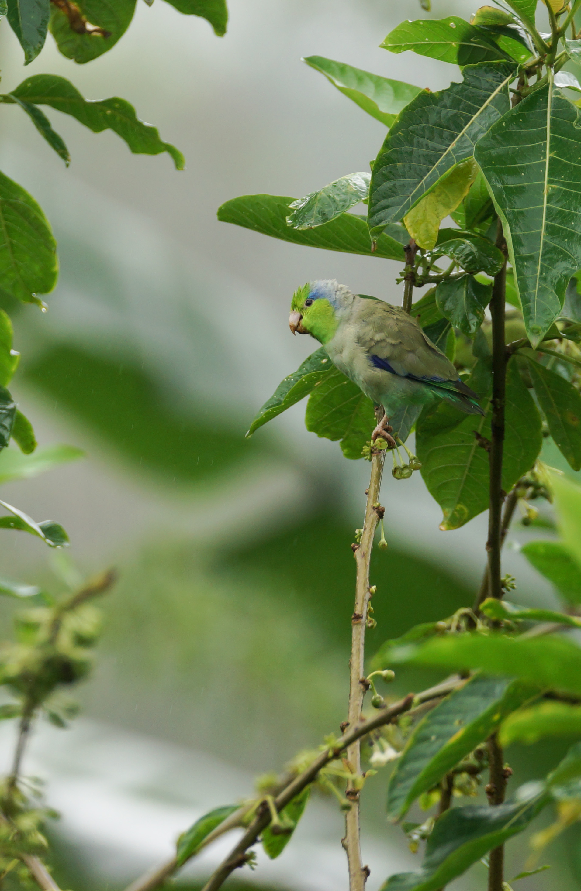 Pacific Parrotlet Forpus coelestis Ayampe, Ecuador, 2014