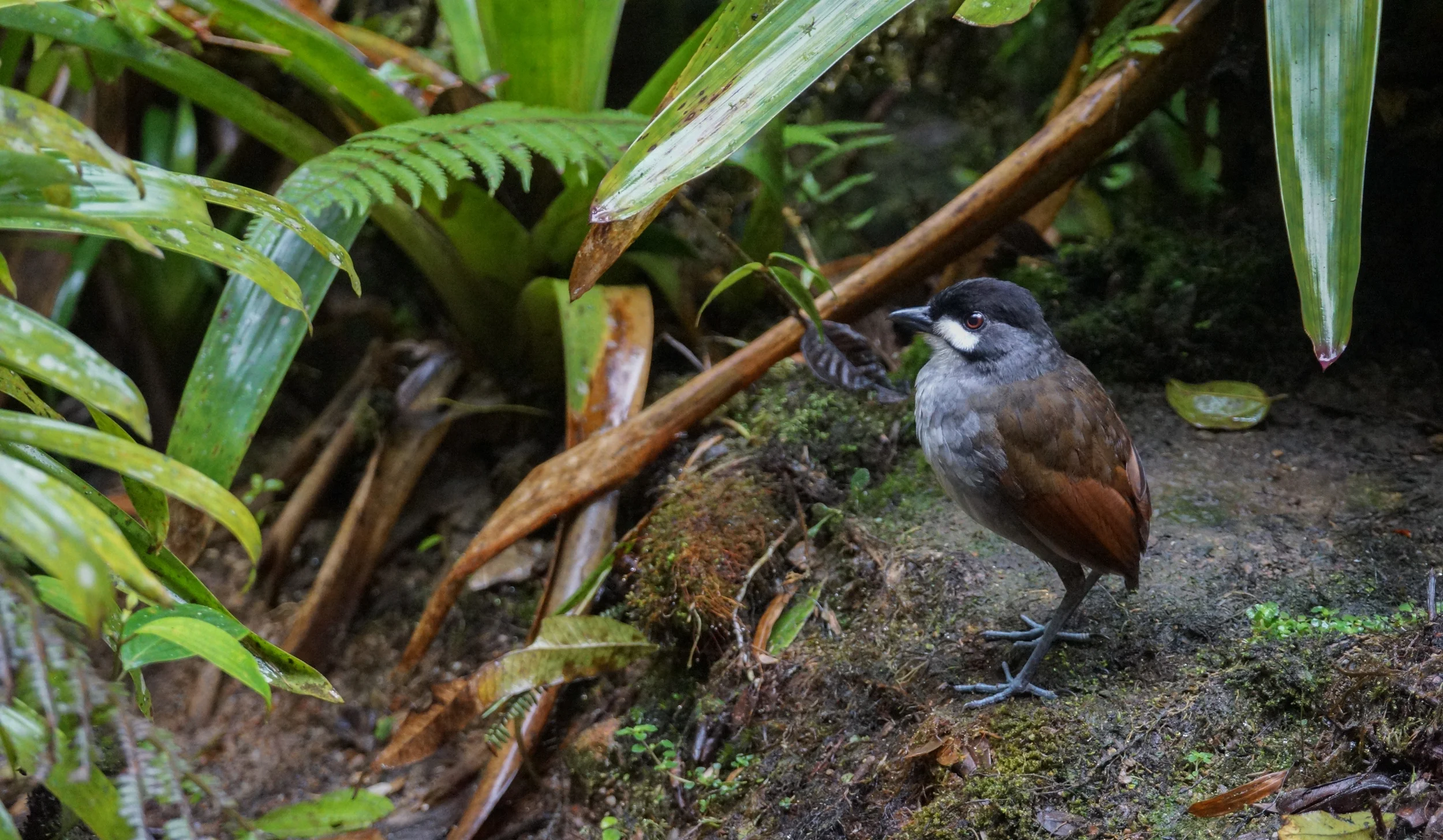 Jocotoco Antpitta Grallaria ridgelyi Tapichalaca, Ecuador, 2014