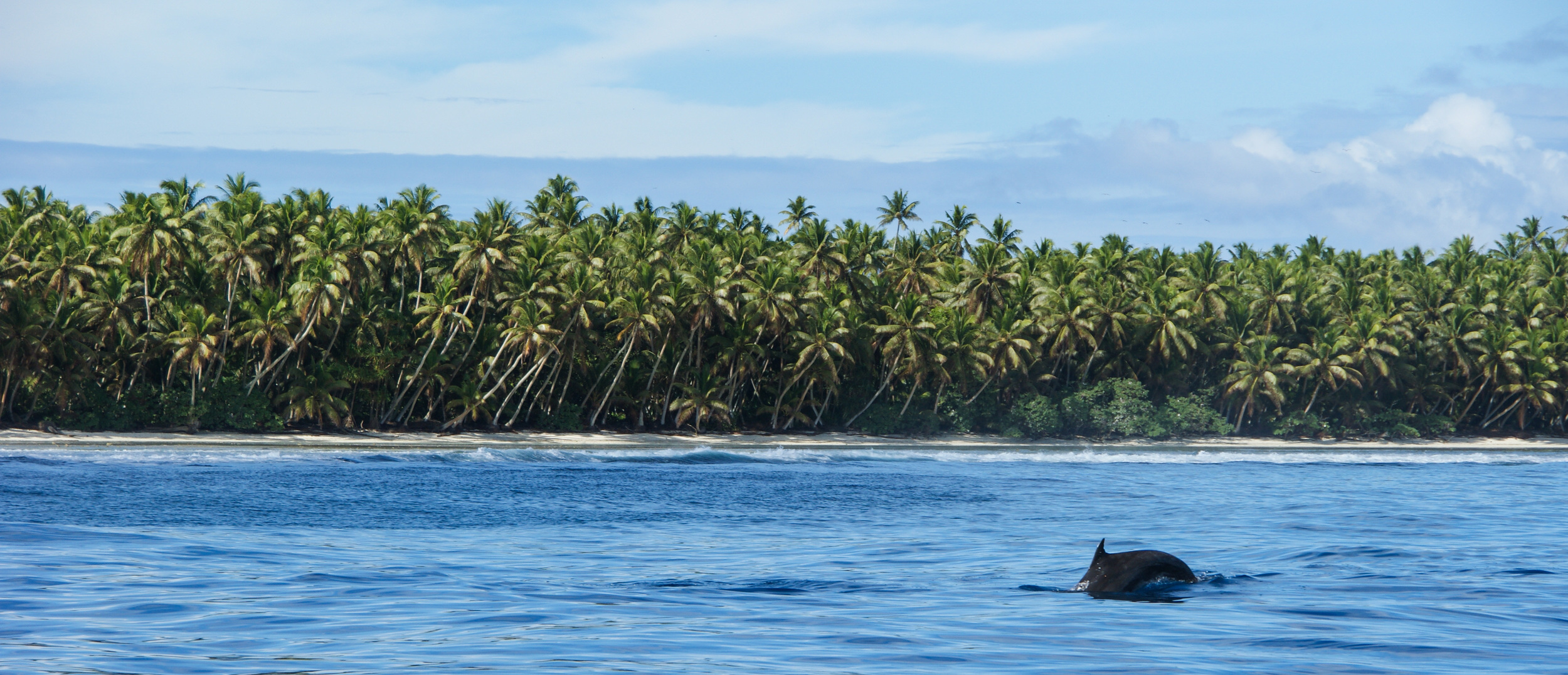 Common Bottlenose Dolphin Tursiops truncatus , Coconut Palms Cocos nucifera , and Tournefortia argentea Palmyra Atoll, 2010