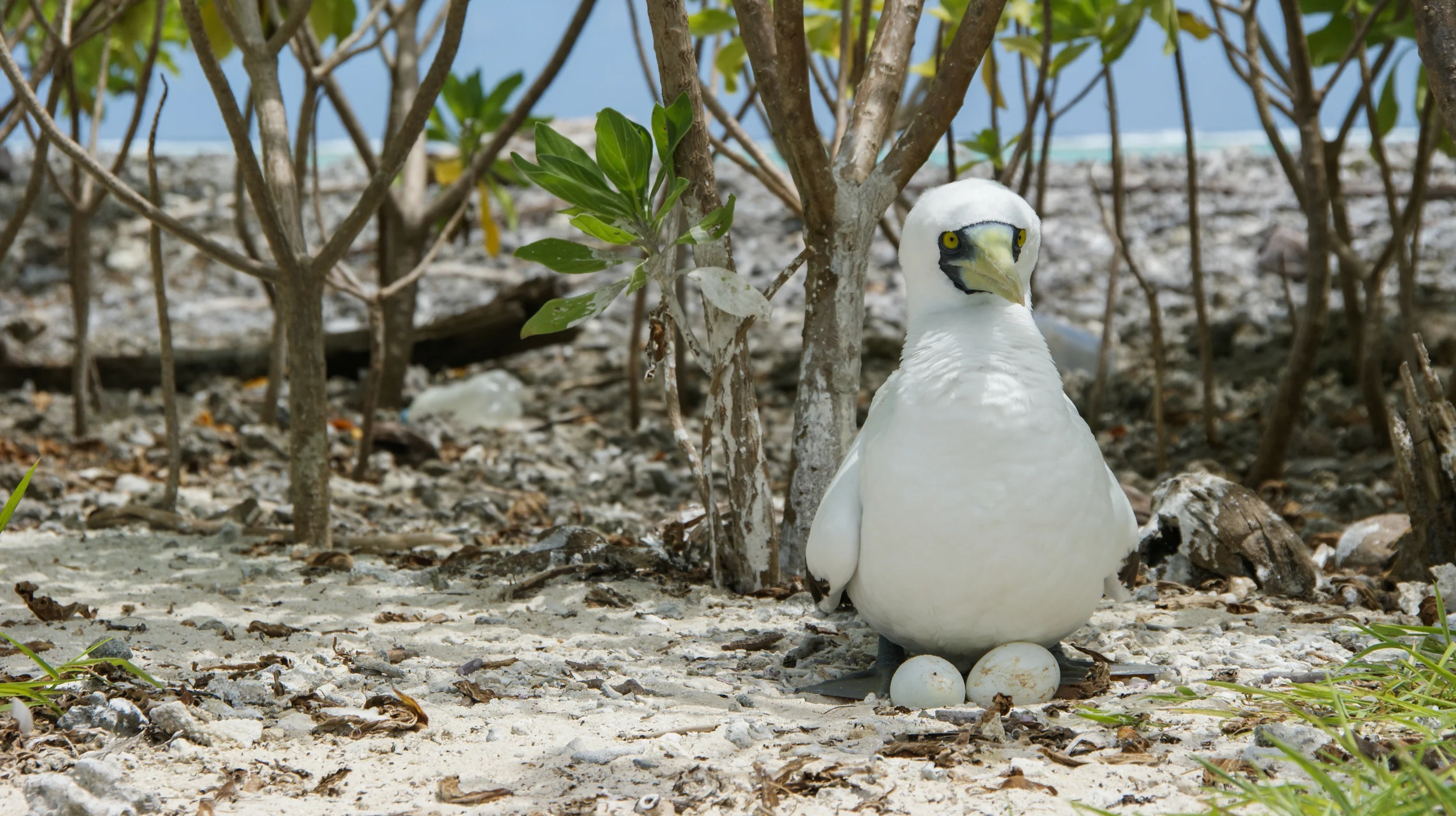 Masked Booby Sula dactylatra and nest Palmyra Atoll, 2010