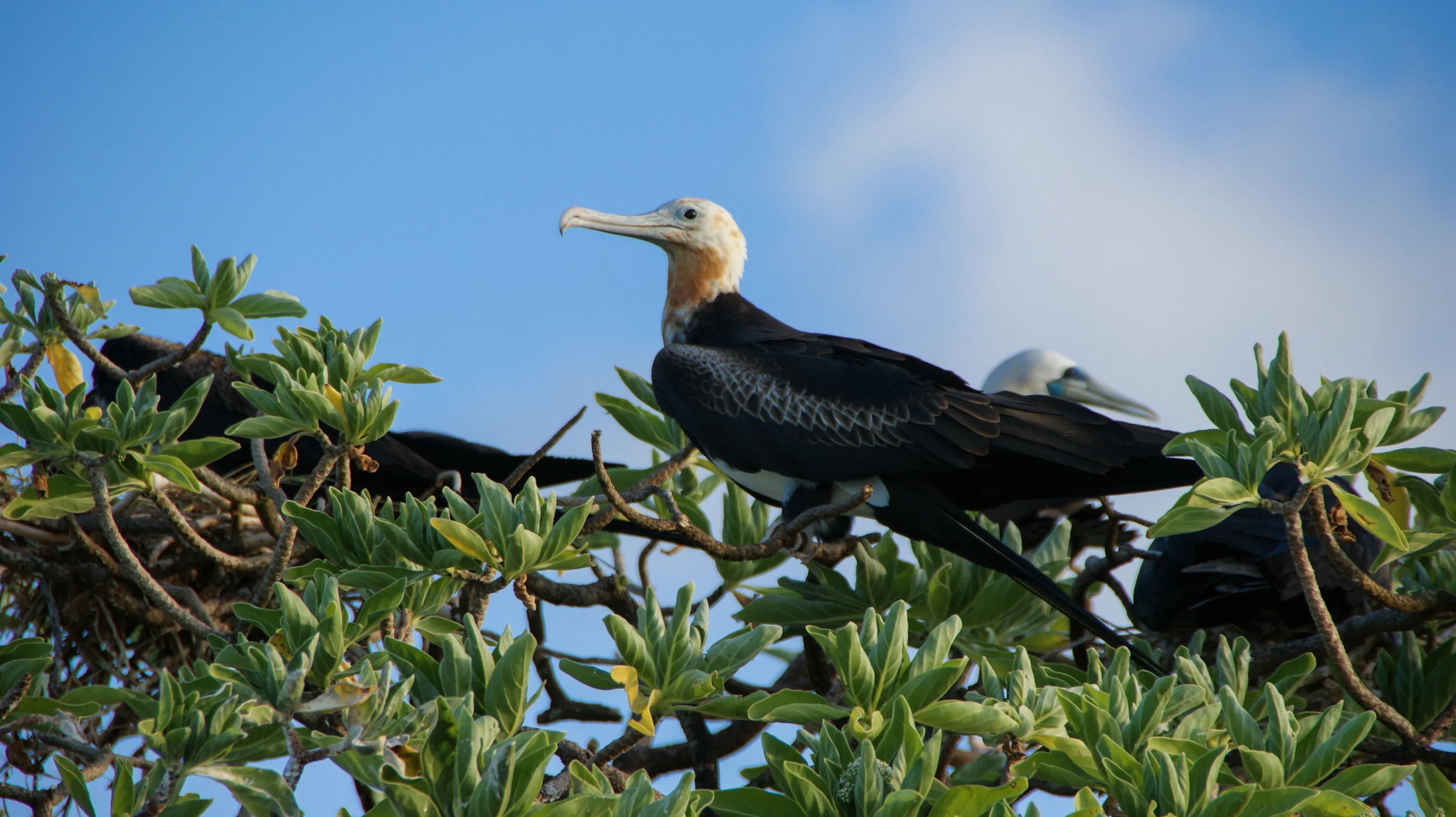 Great Frigatebird Fregata minor Palmyra Atoll, 2010