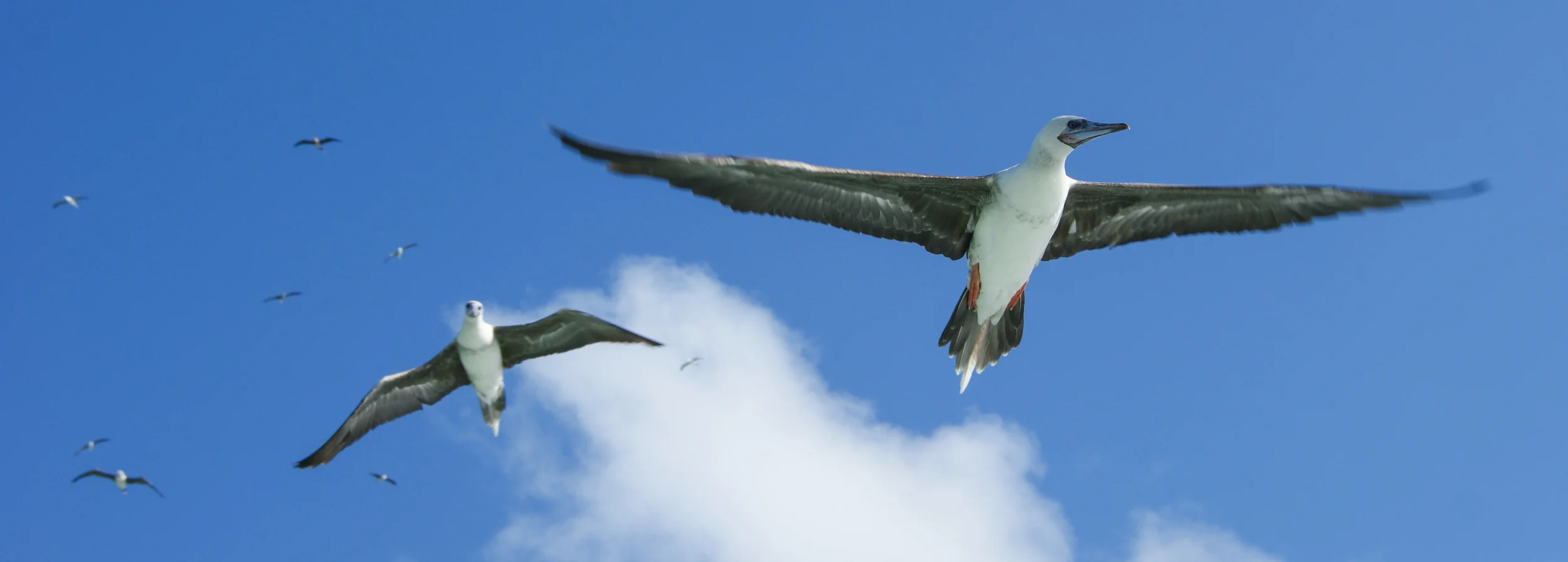 Red-footed Boobies Sula sula Palmyra Atoll, 2010