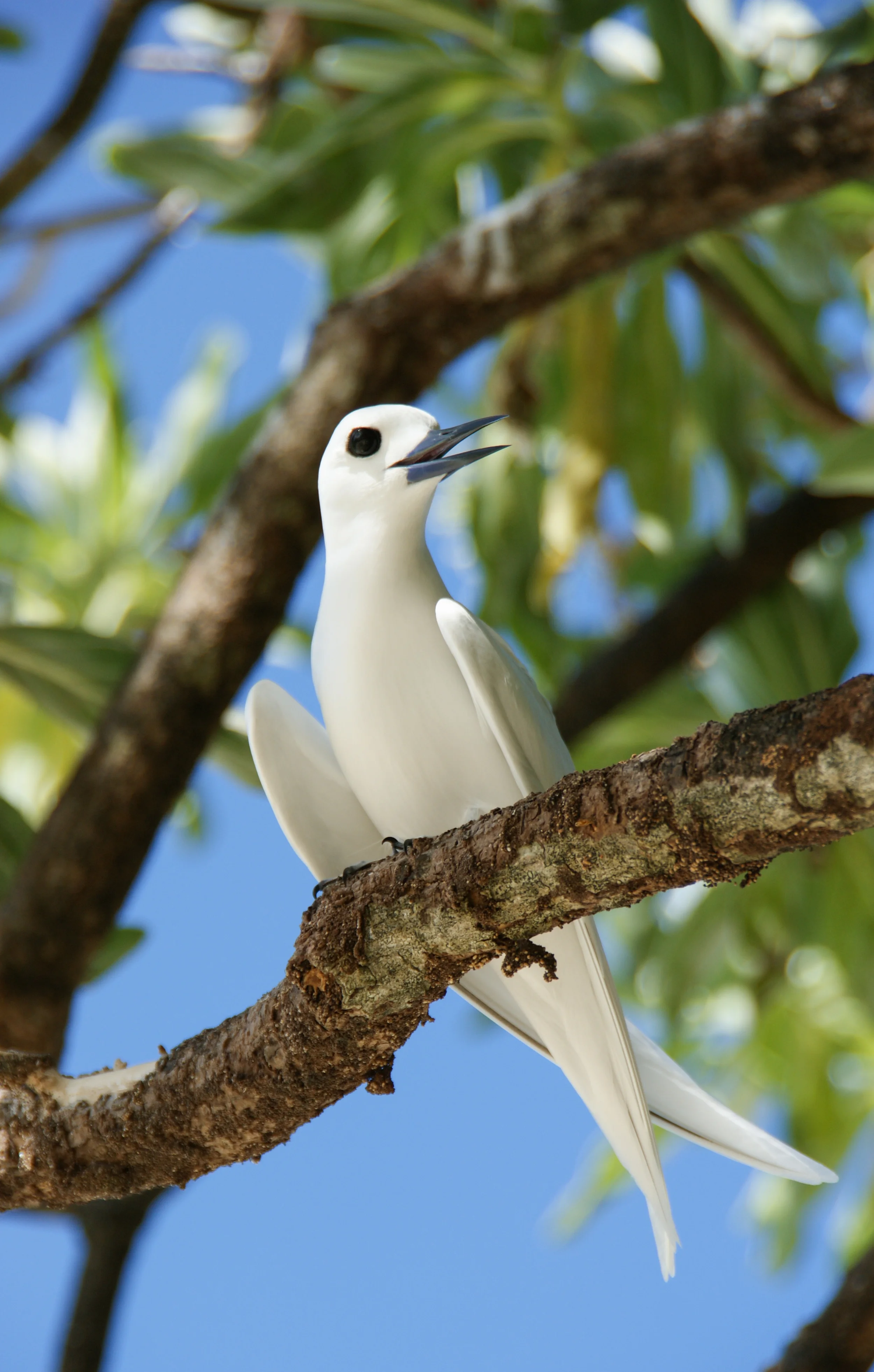 Common Wh ite Tern Gygis alba Palmyra Atoll, 2010