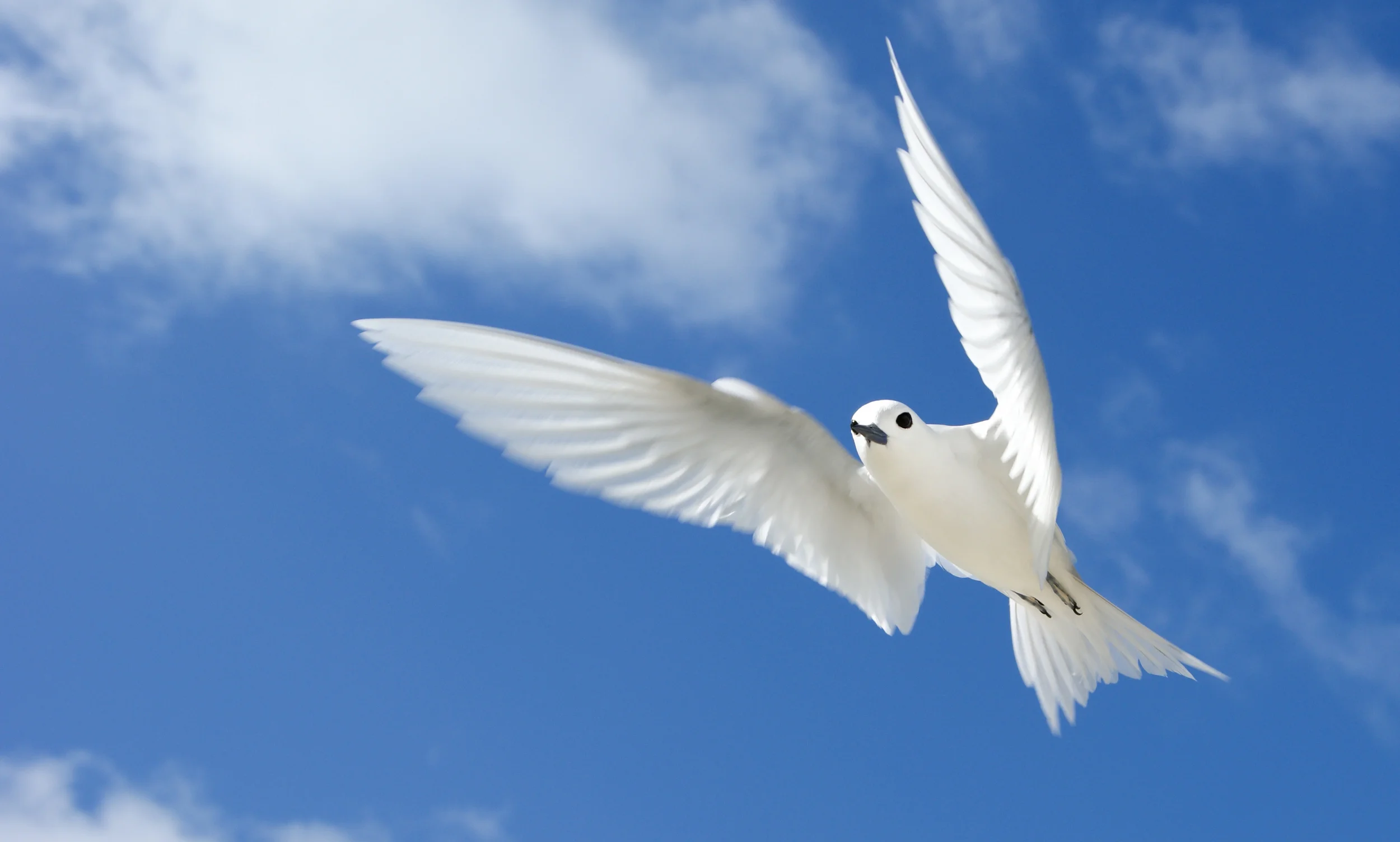 Common Wh ite Tern Gygis alba Palmyra Atoll, 2010