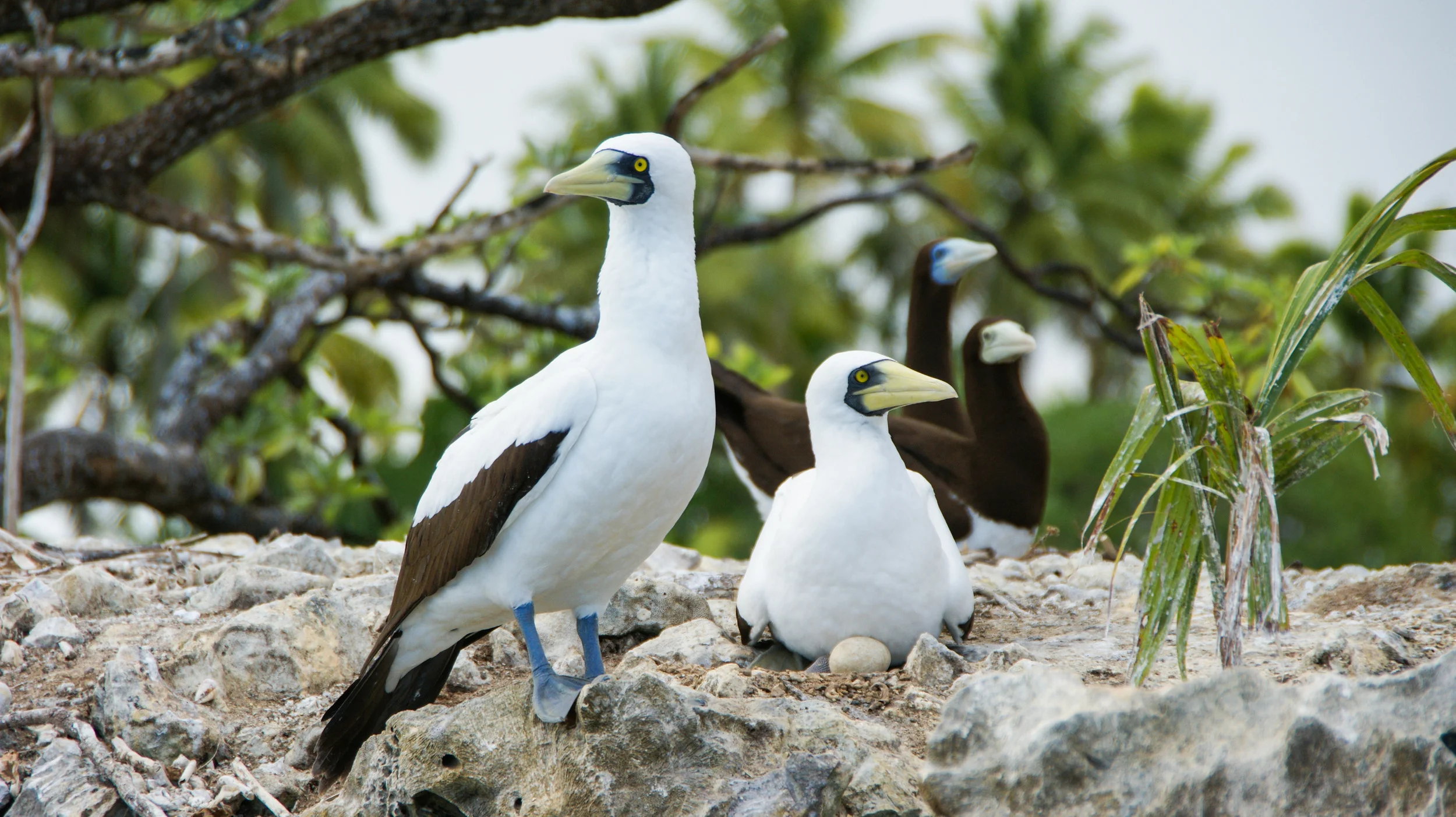 Masked Boobies Sula dactylatra , Brown Boobies Sula leucogaster , and their nests Palmyra Atoll, 2010