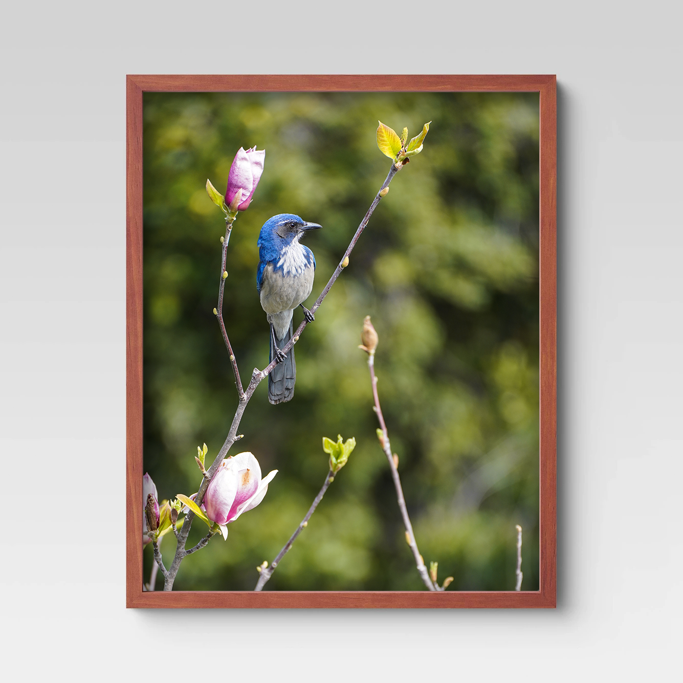 653_Scrubjay_front.png